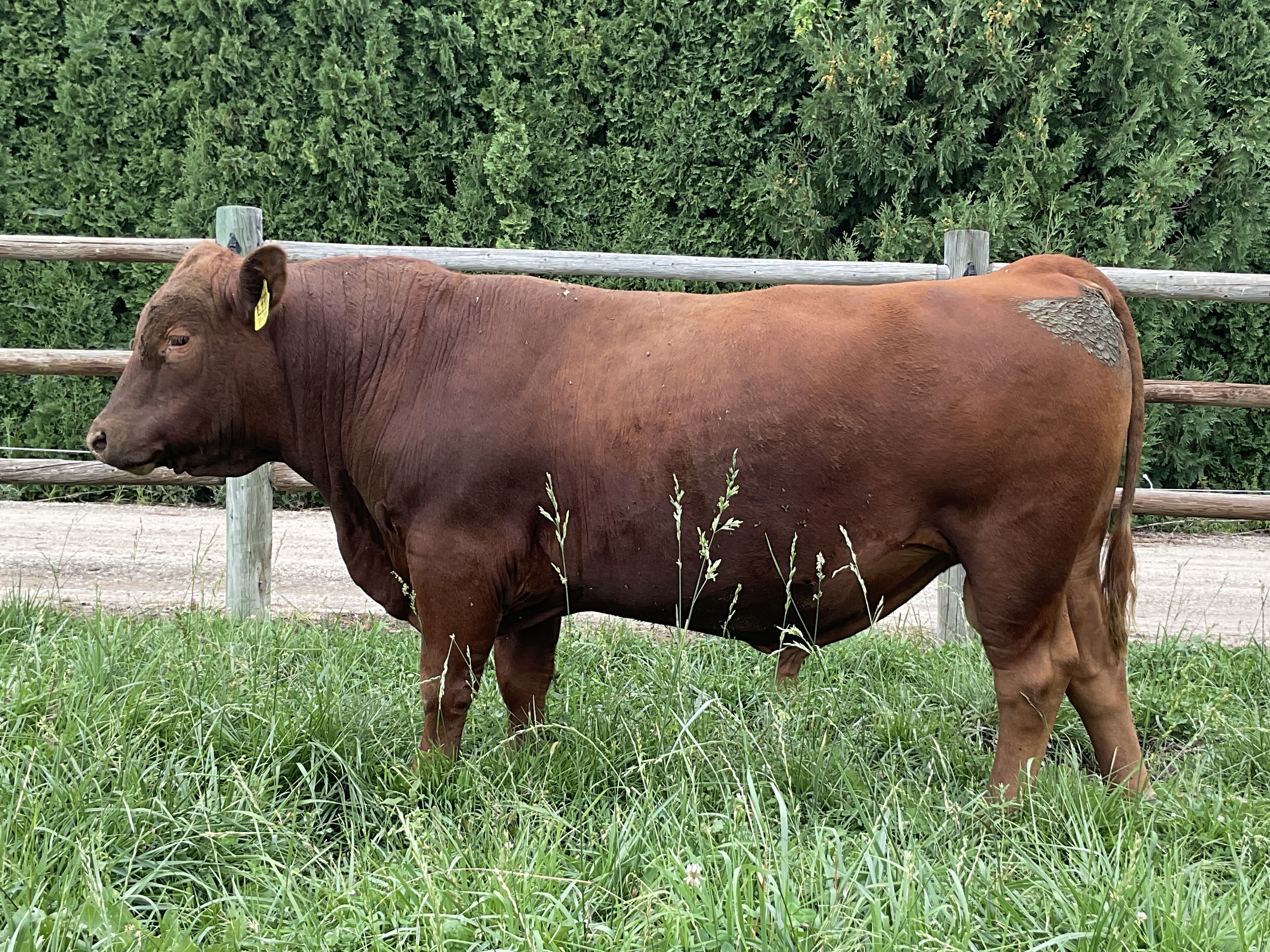 8 Reg. Red Angus Bulls A.I Sired Jumpstart, Franchise - Idaho