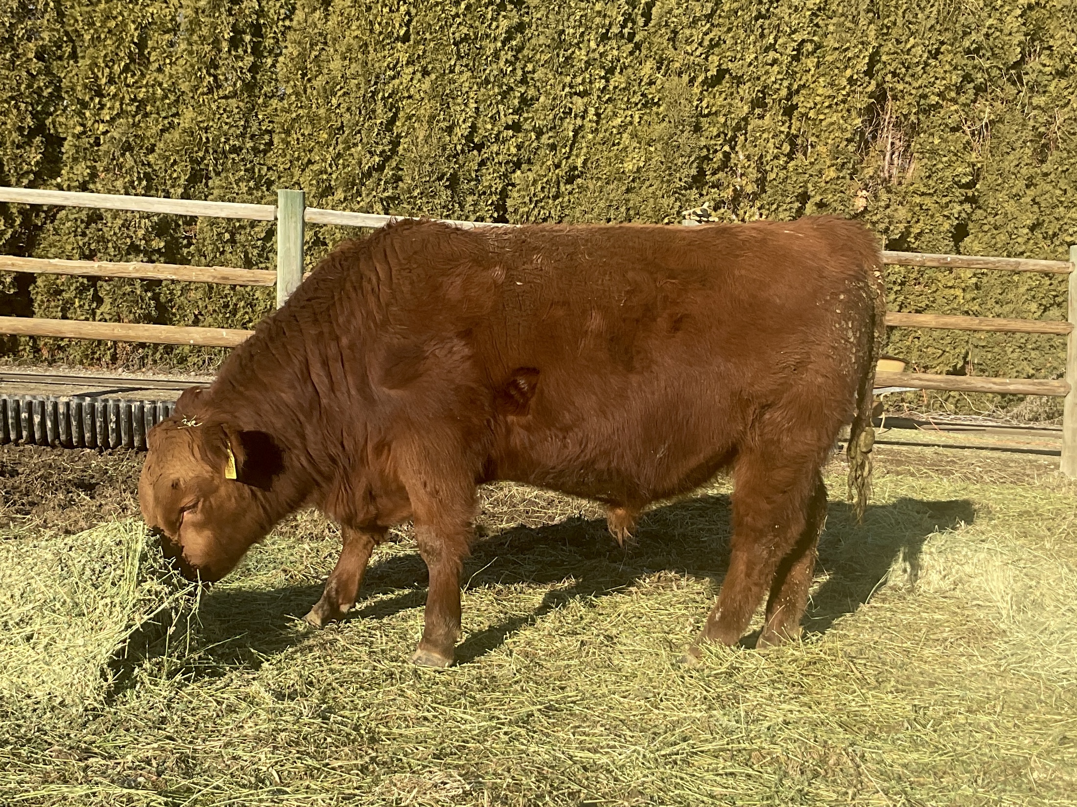 8 Reg. Red Angus Bulls A.I Sired Jumpstart, Franchise - Idaho