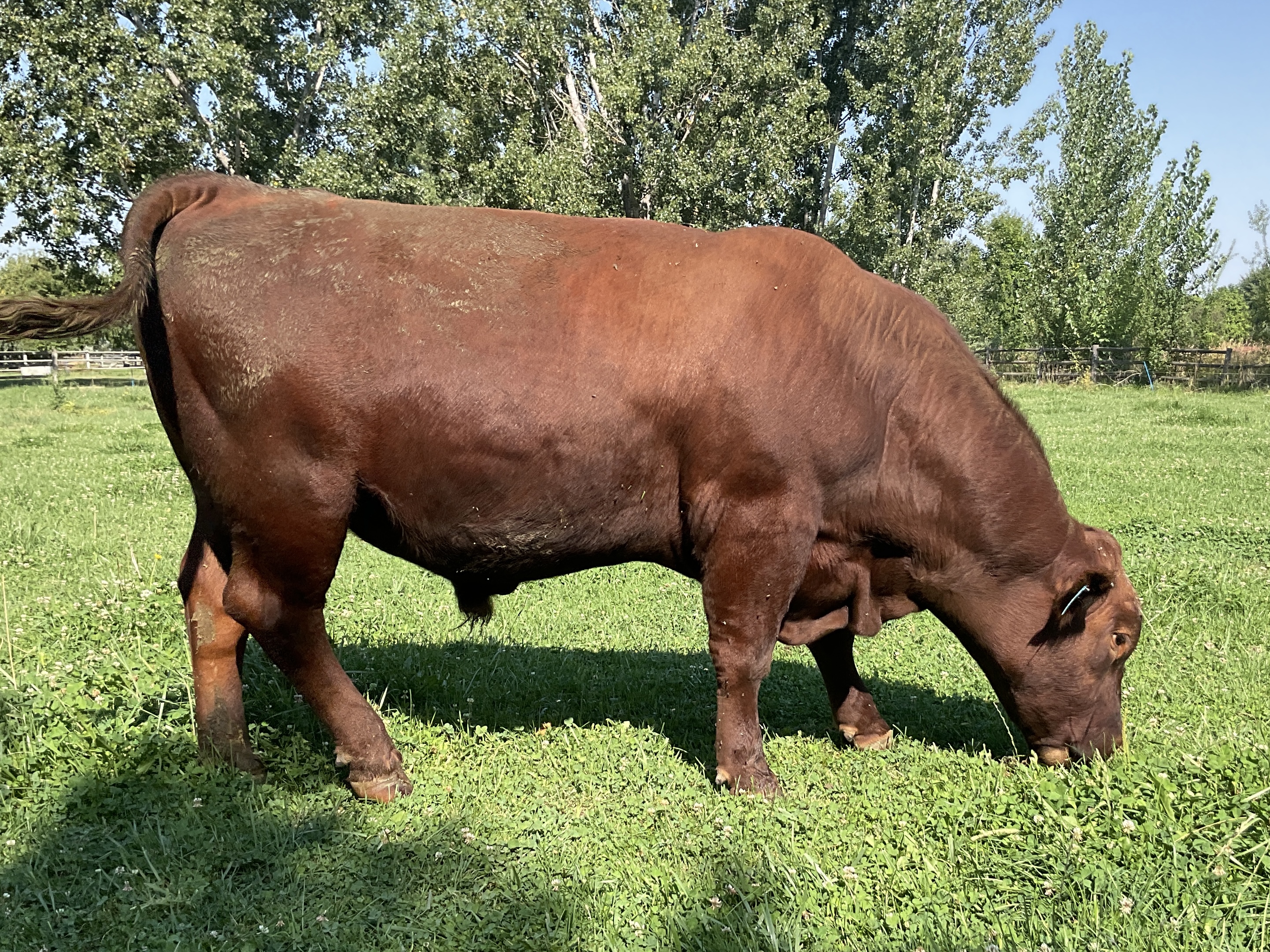 8 Reg. Red Angus Bulls A.I Sired Jumpstart, Franchise - Idaho