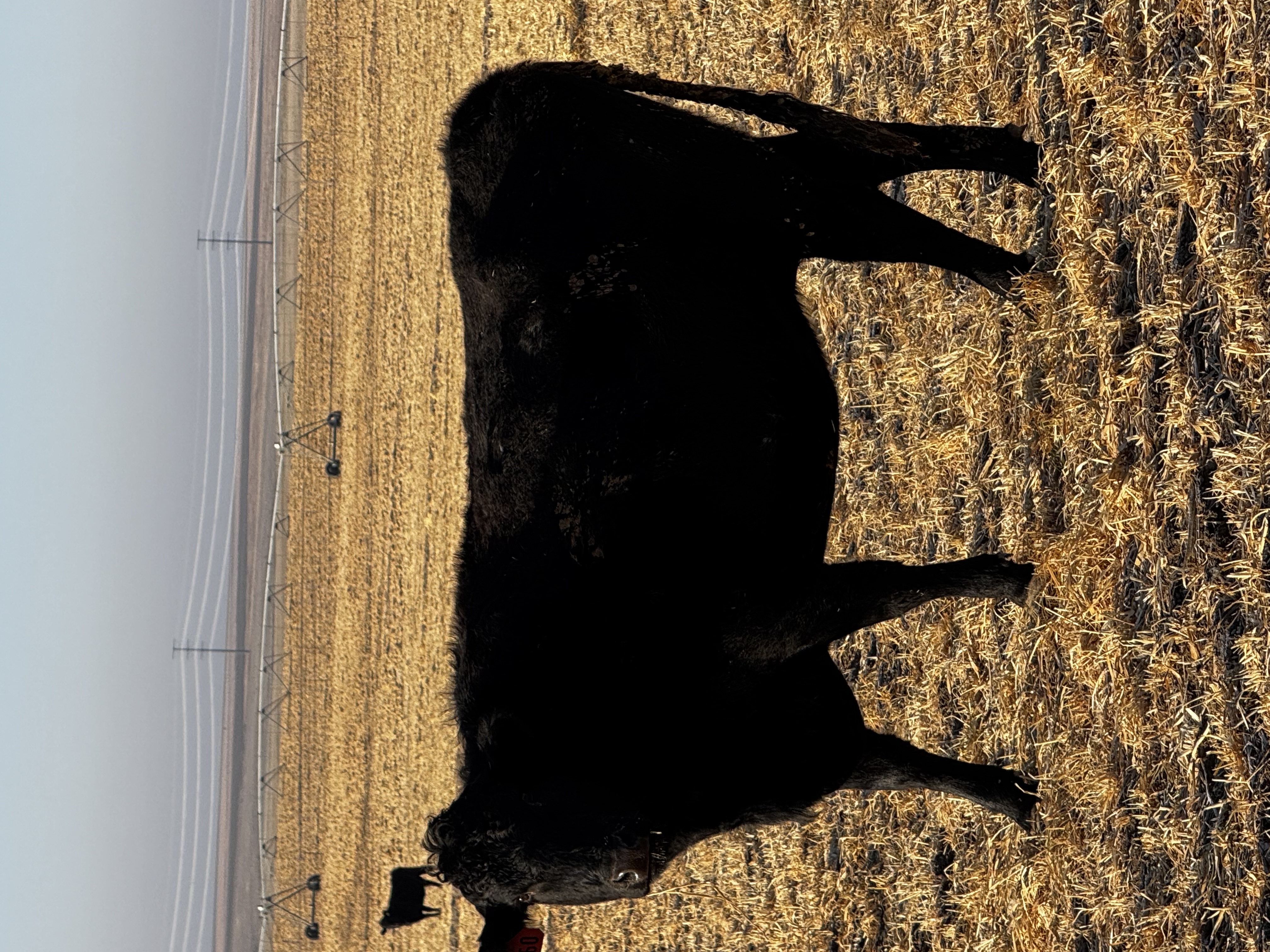 150 fall bred,  6 years old Black Angus cows.