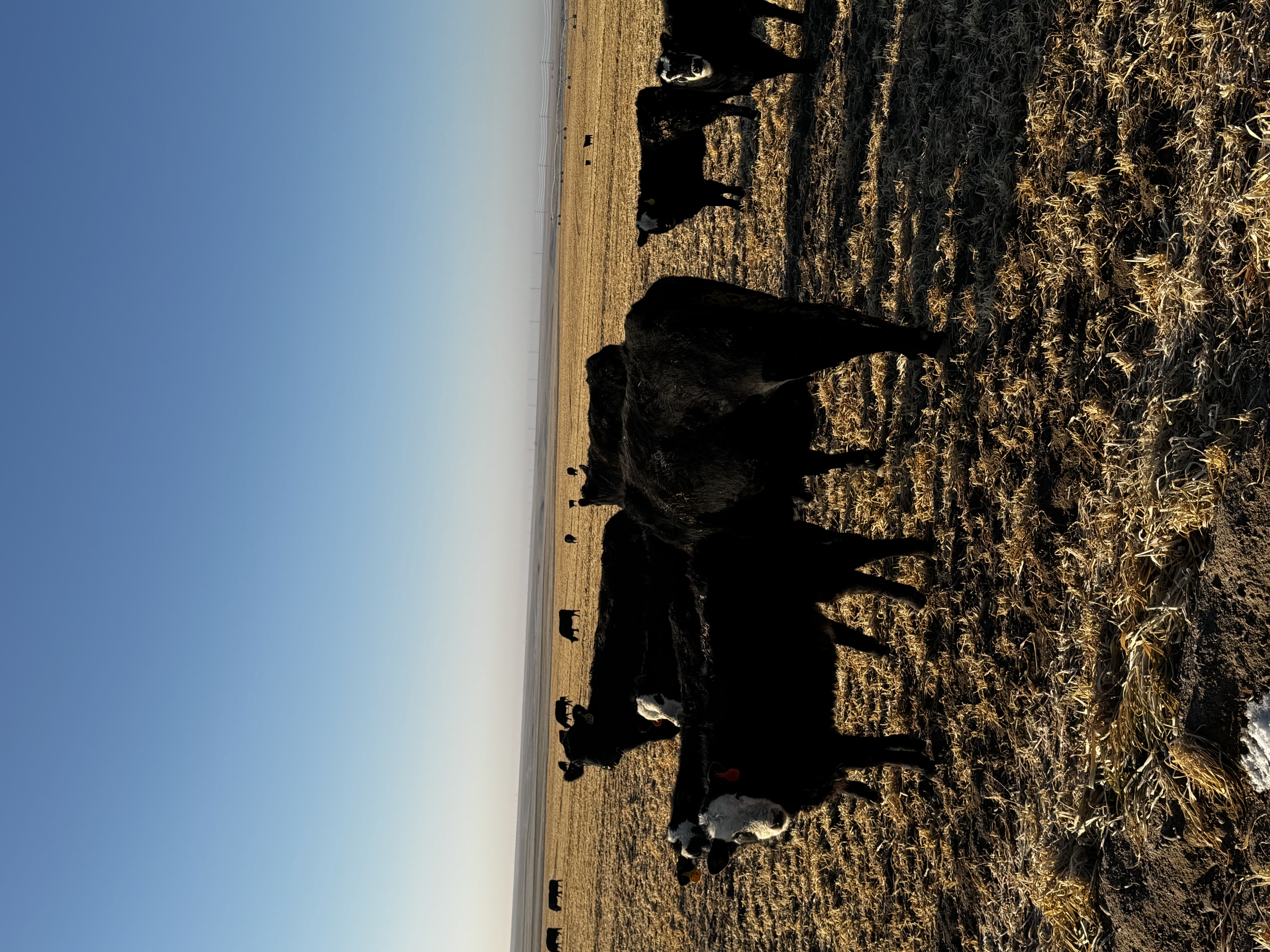 150 fall bred,  6 years old Black Angus cows.