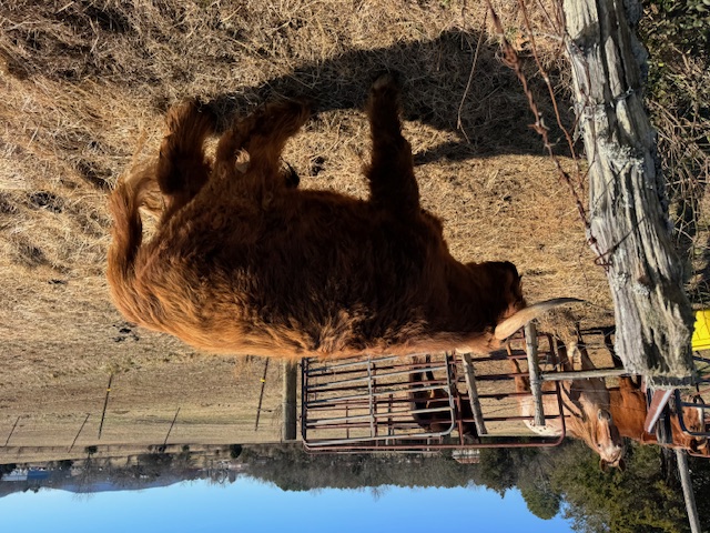 1 Scottish Highland Bull for sale