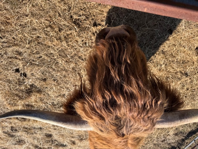 1 Scottish Highland Bull for sale