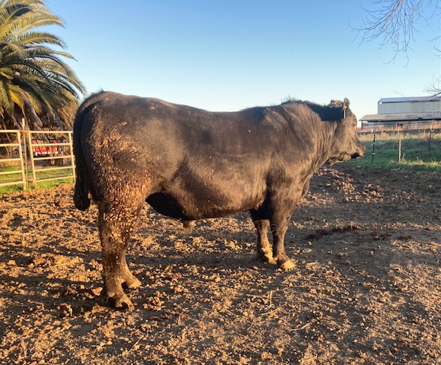 Registered Angus Bulls