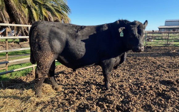 Registered Angus Bulls