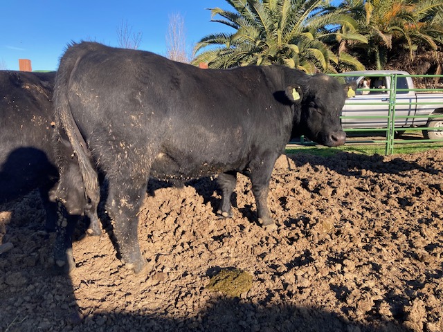 Registered Angus Bulls