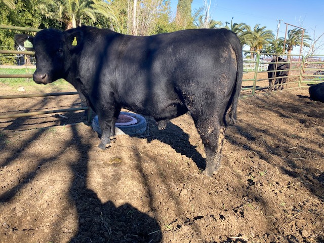 Registered Angus Bulls