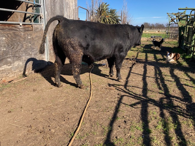 Registered Angus Bulls