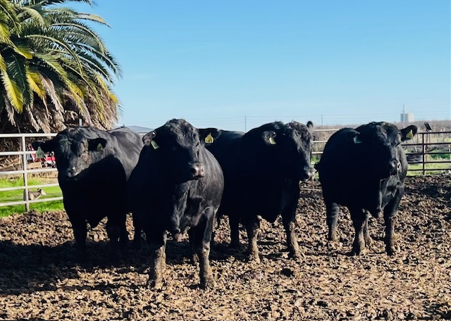 Registered Angus Bulls