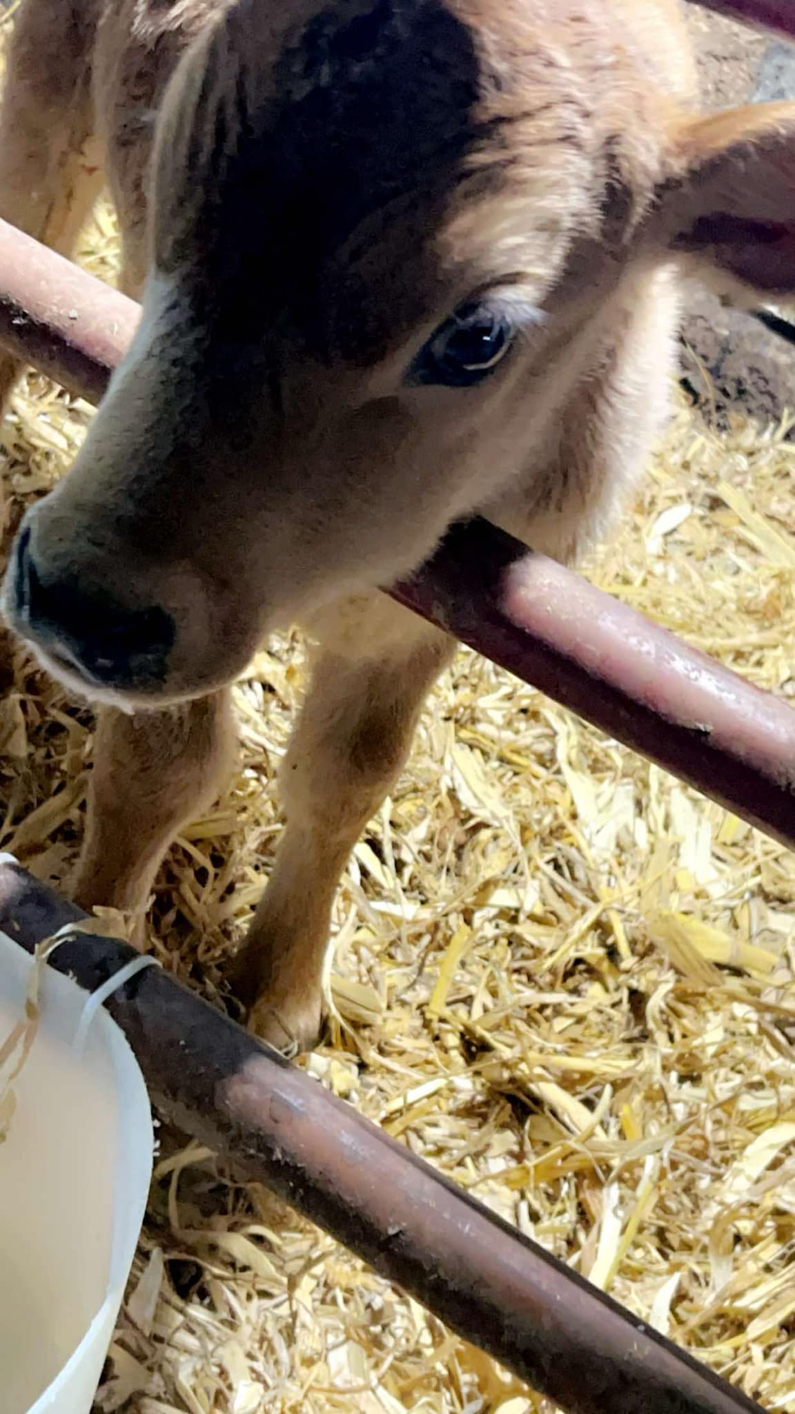 100 jersey bull calves available. 1-3 weeks old had colostrum from the cow and now eating a full bottle milk morning and evening. 400$ each pm for more info Can pick up or deliver/ship Located at effort, PA