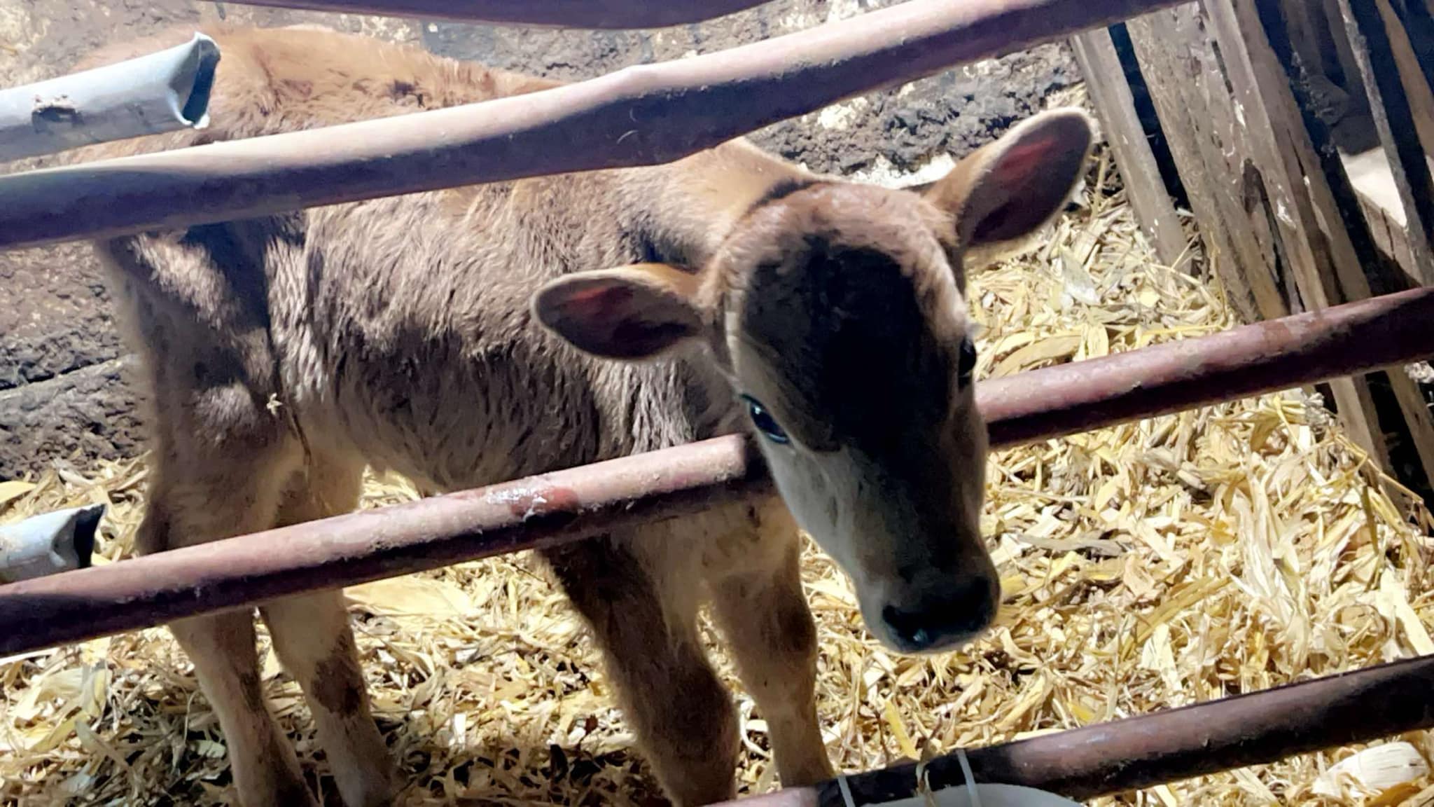 100 jersey bull calves available. 1-3 weeks old had colostrum from the cow and now eating a full bottle milk morning and evening. 400$ each pm for more info Can pick up or deliver/ship Located at effort, PA