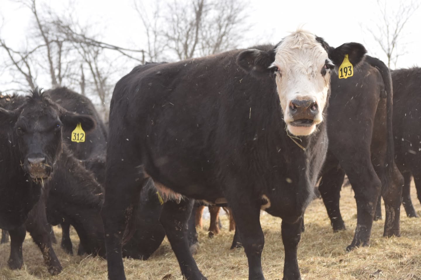 180 Head of Young Bred Cows all on our farm! FREE TRUCKING IF YOU BUY 25 OR MORE!