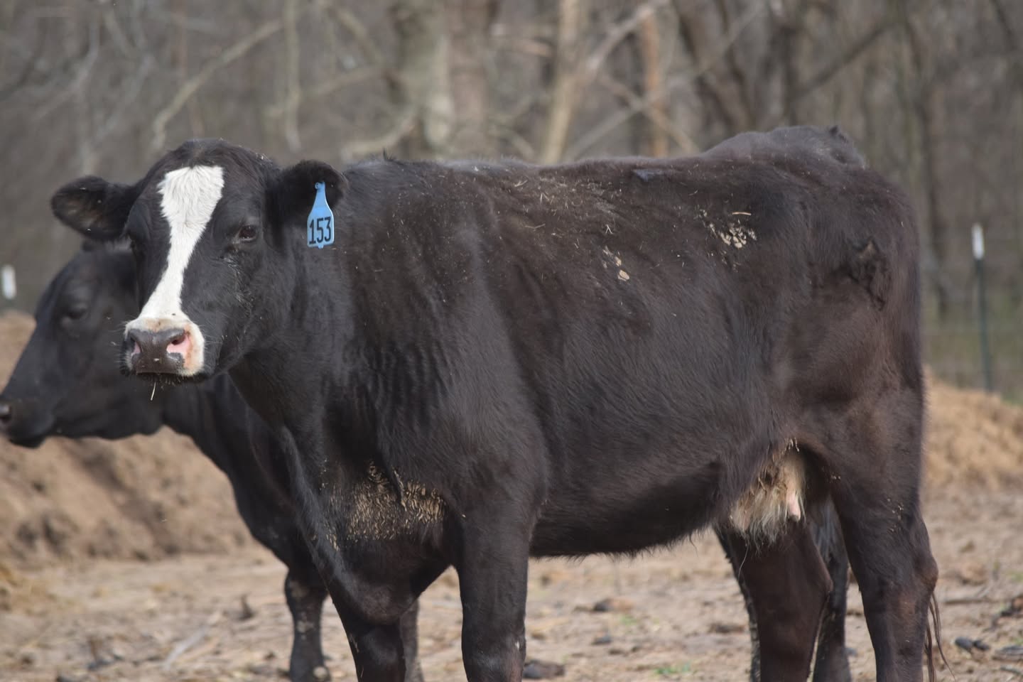 180 Head of Young Bred Cows all on our farm! FREE TRUCKING IF YOU BUY 25 OR MORE!