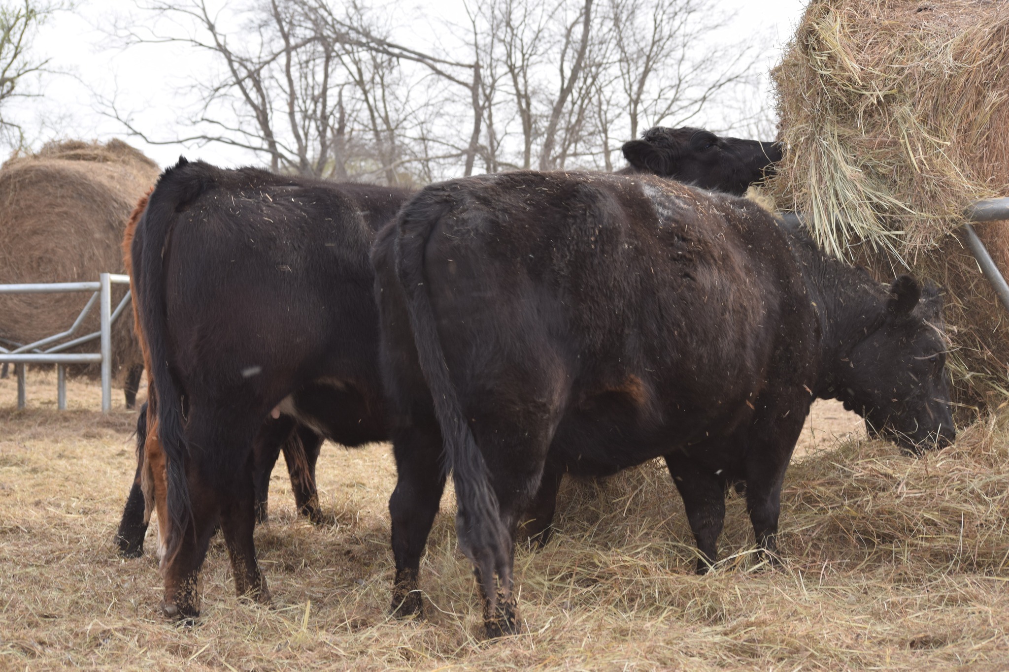 180 Head of Young Bred Cows all on our farm! FREE TRUCKING IF YOU BUY 25 OR MORE!