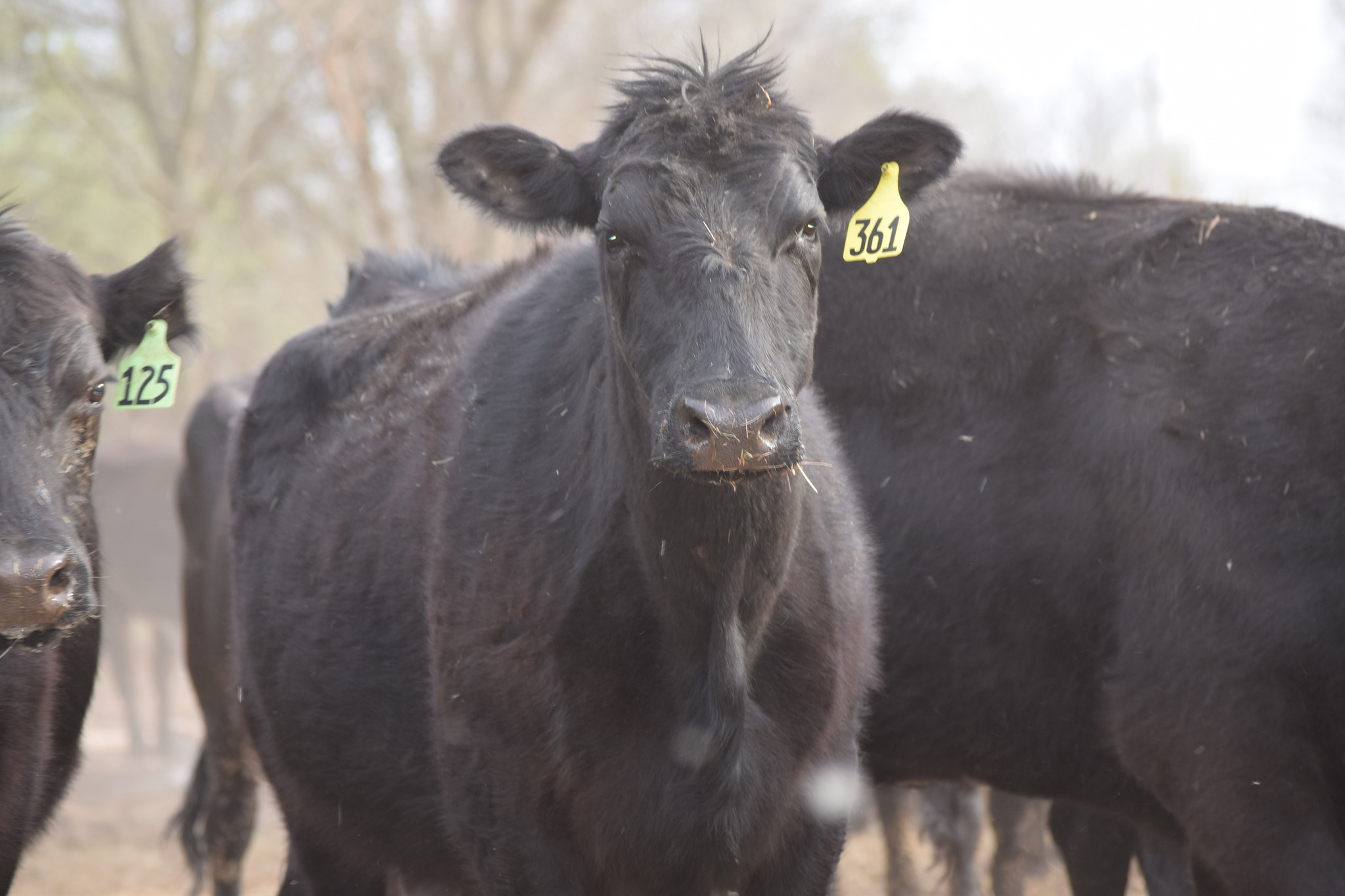 180 Head of Young Bred Cows all on our farm! FREE TRUCKING IF YOU BUY 25 OR MORE!