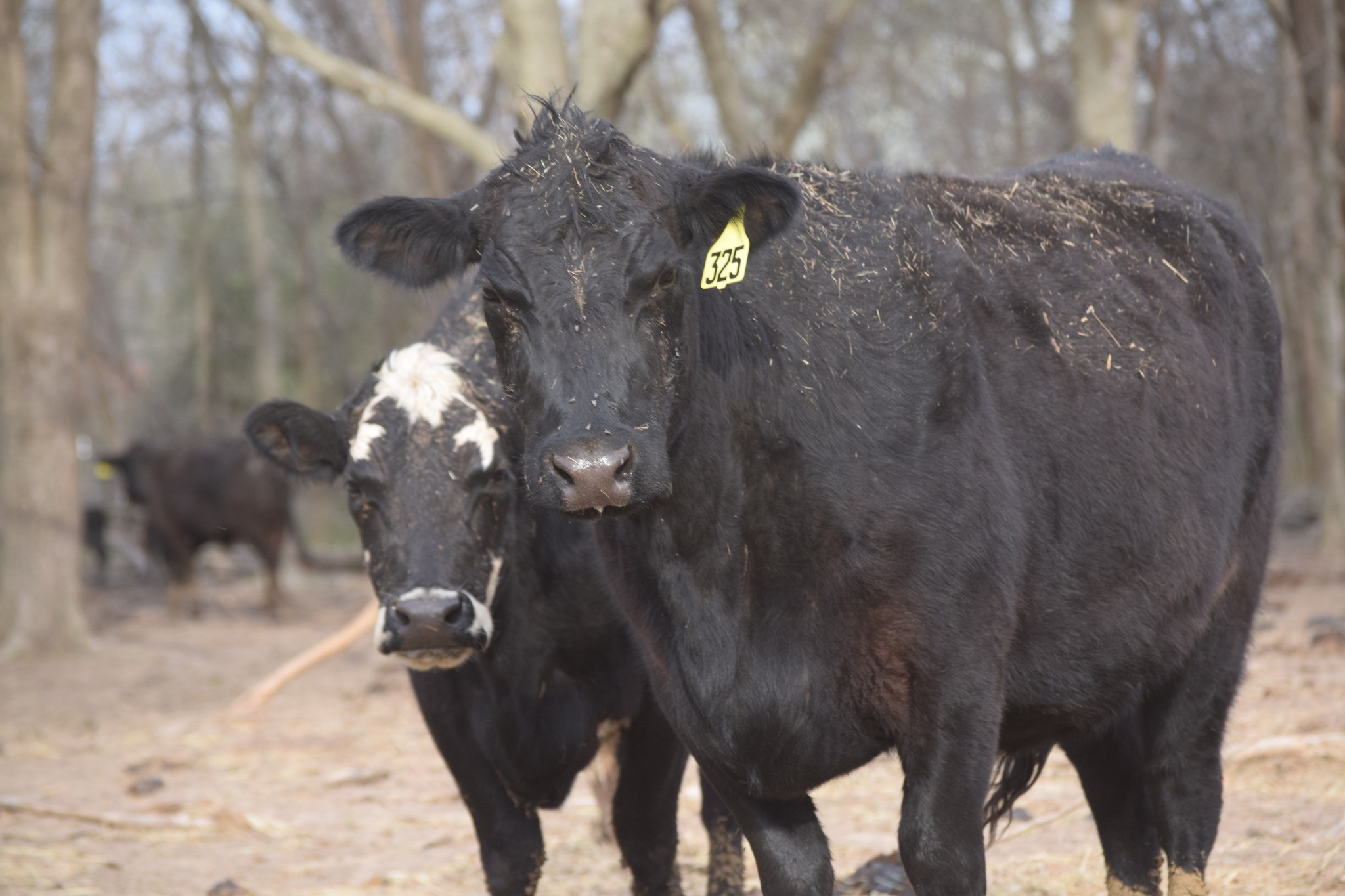 180 Head of Young Bred Cows all on our farm! FREE TRUCKING IF YOU BUY 25 OR MORE!