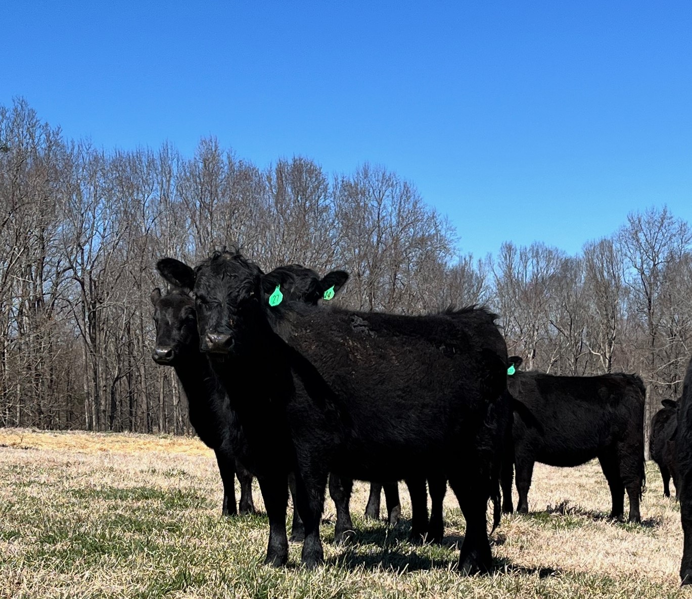 21 Simm Angus Bred Homegrown Heifers