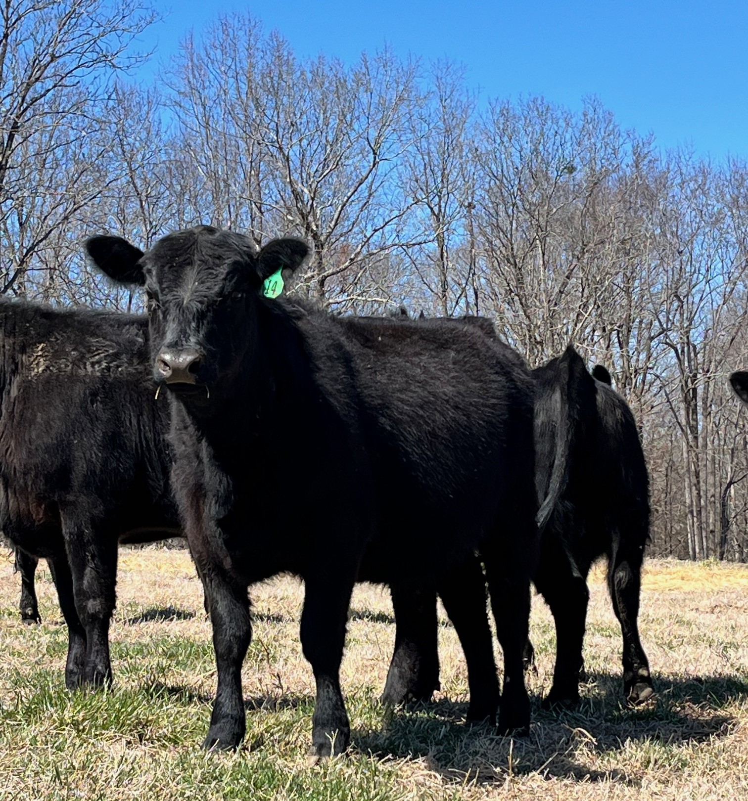 21 Simm Angus Bred Homegrown Heifers