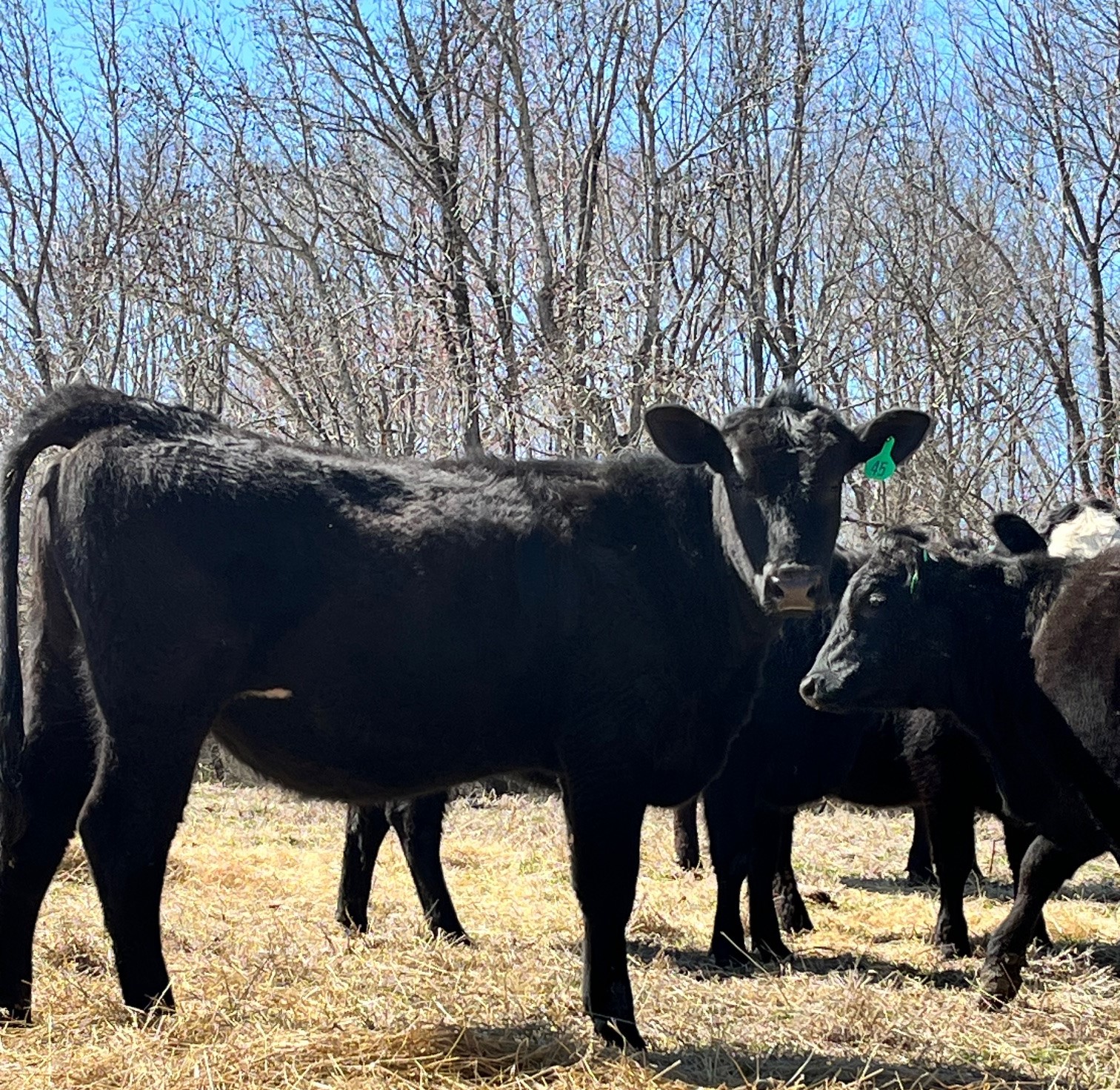 21 Simm Angus Bred Homegrown Heifers