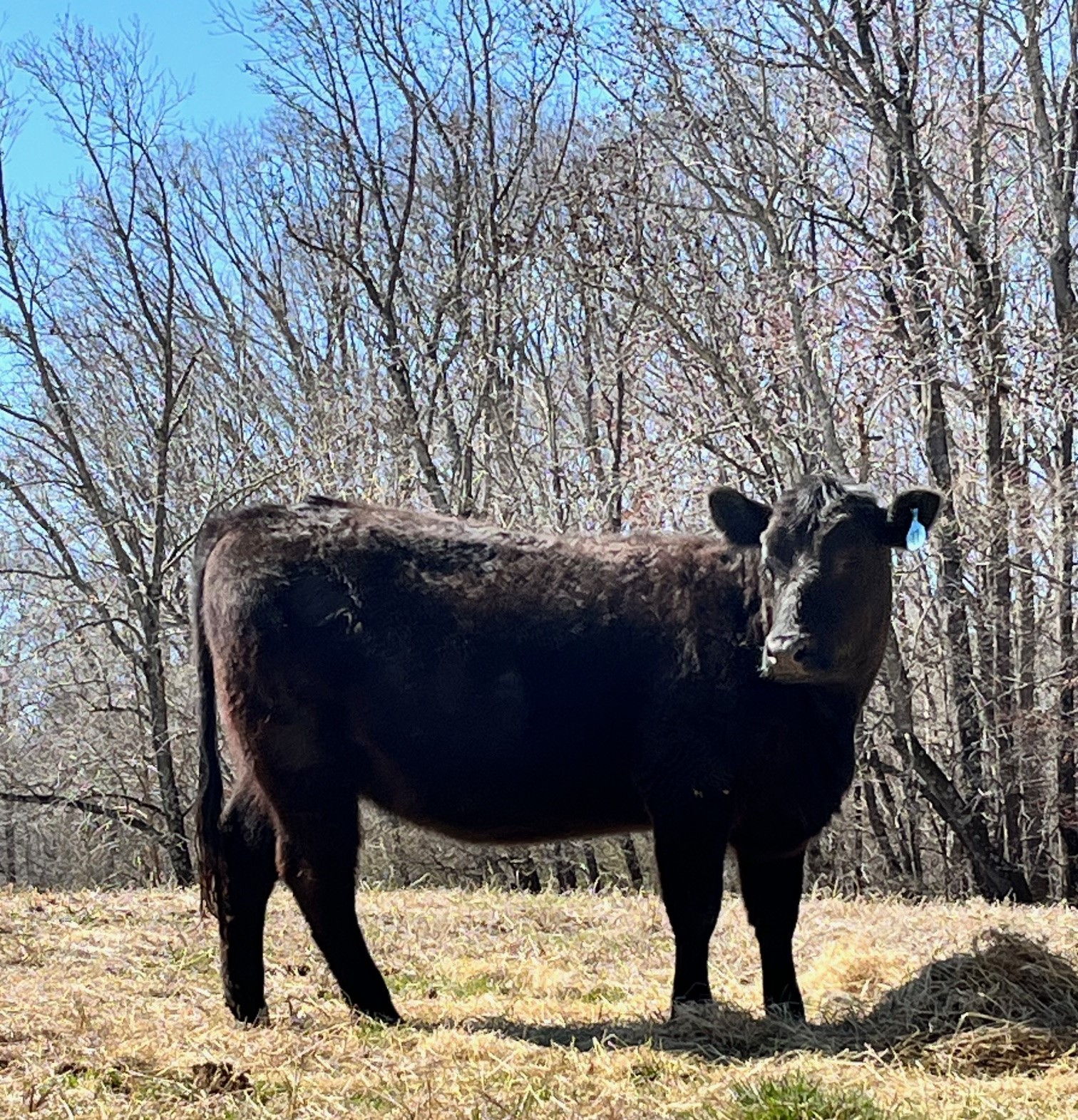 21 Simm Angus Bred Homegrown Heifers