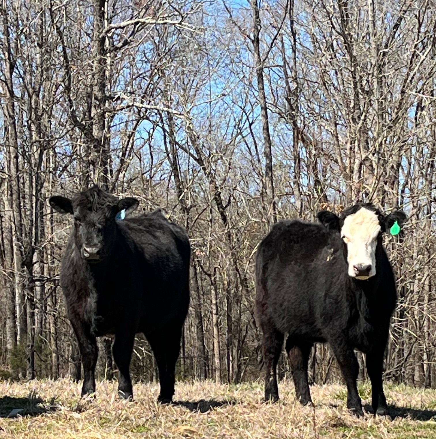 21 Simm Angus Bred Homegrown Heifers