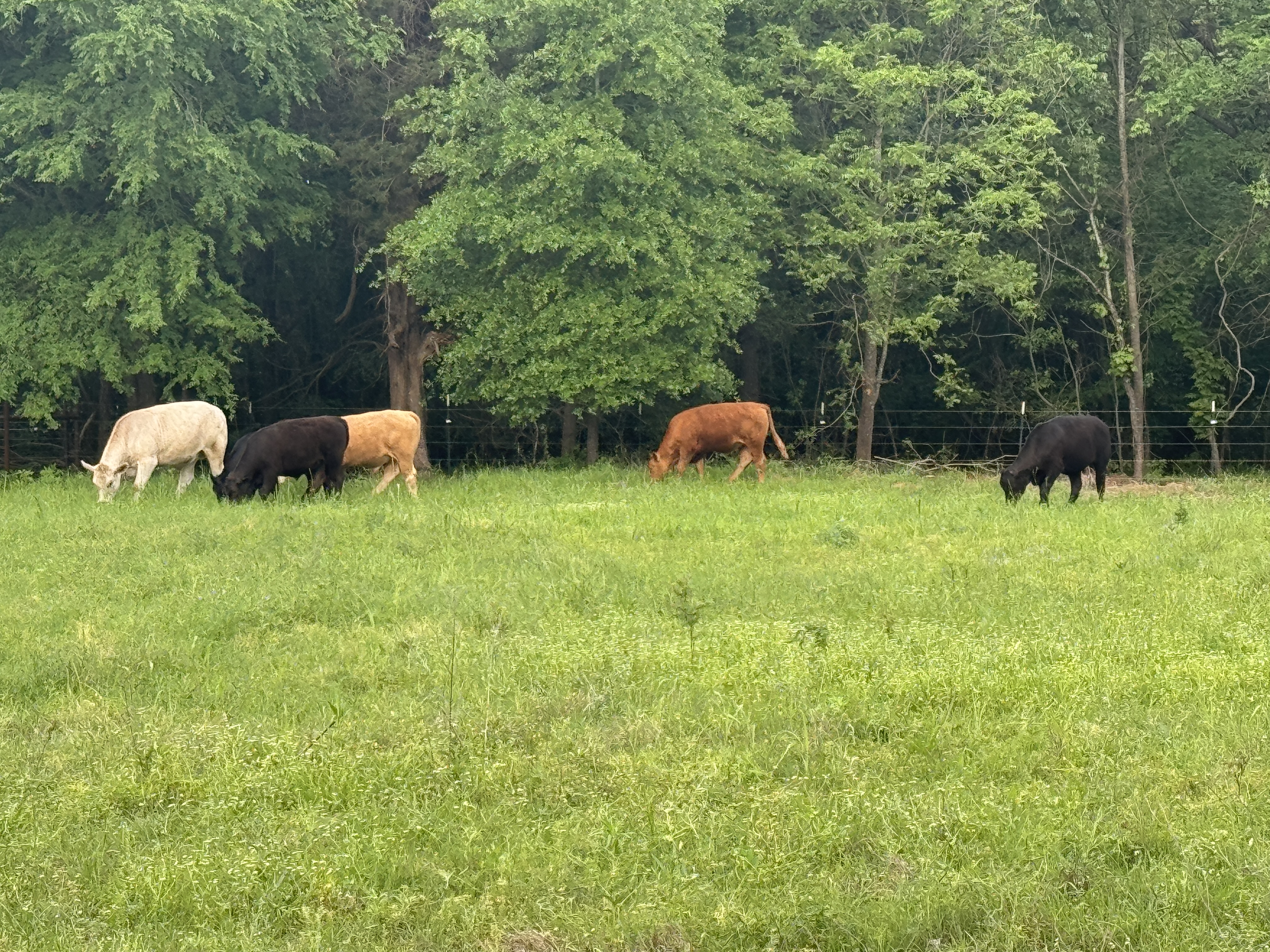 Red/Black F1 & F2 Wagyu Feeder Steers