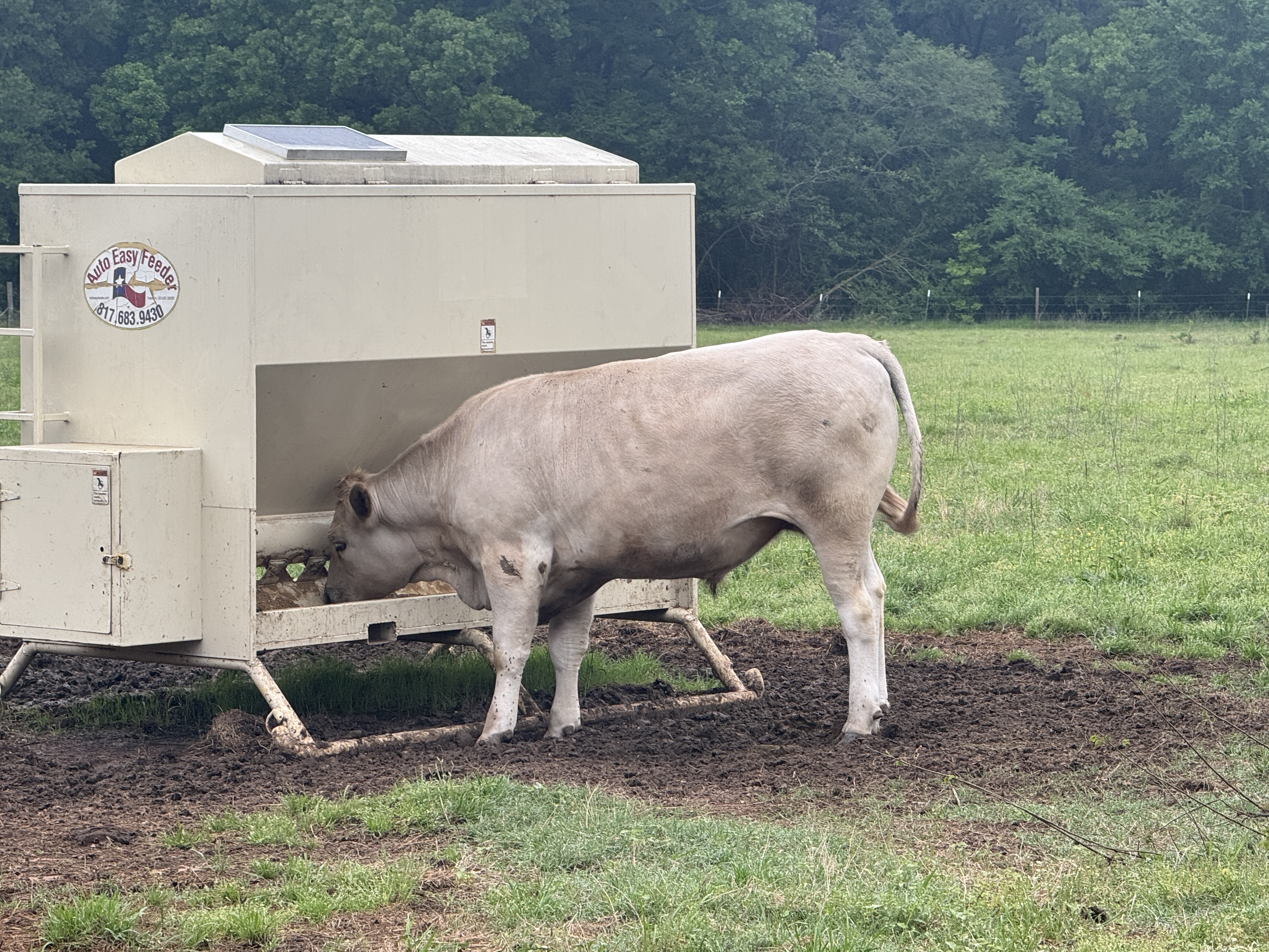 Red/Black F1 & F2 Wagyu Feeder Steers