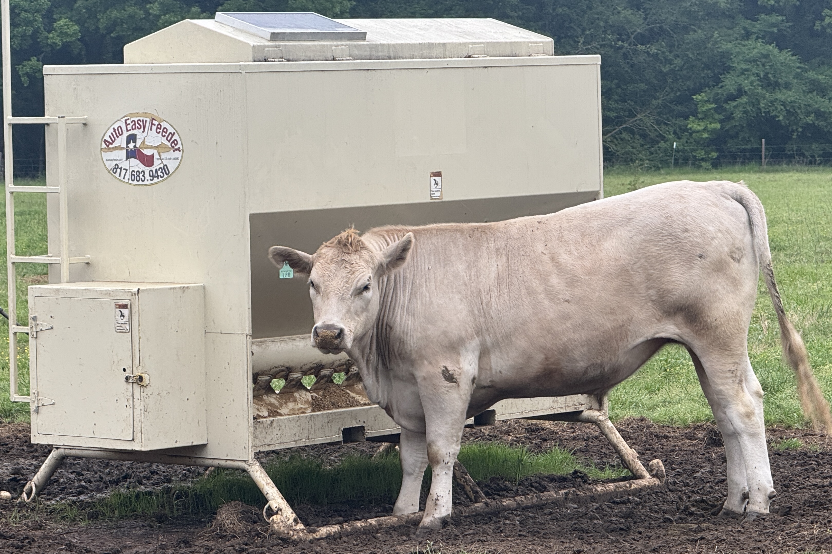 Red/Black F1 & F2 Wagyu Feeder Steers