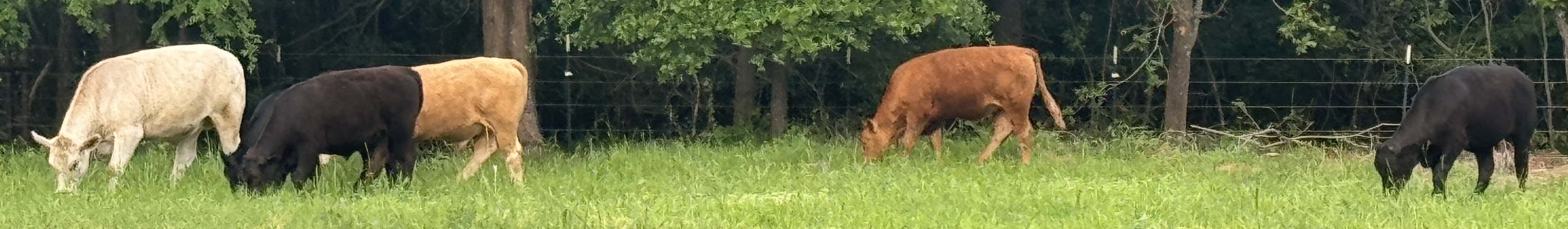 Red/Black F1 & F2 Wagyu Feeder Steers