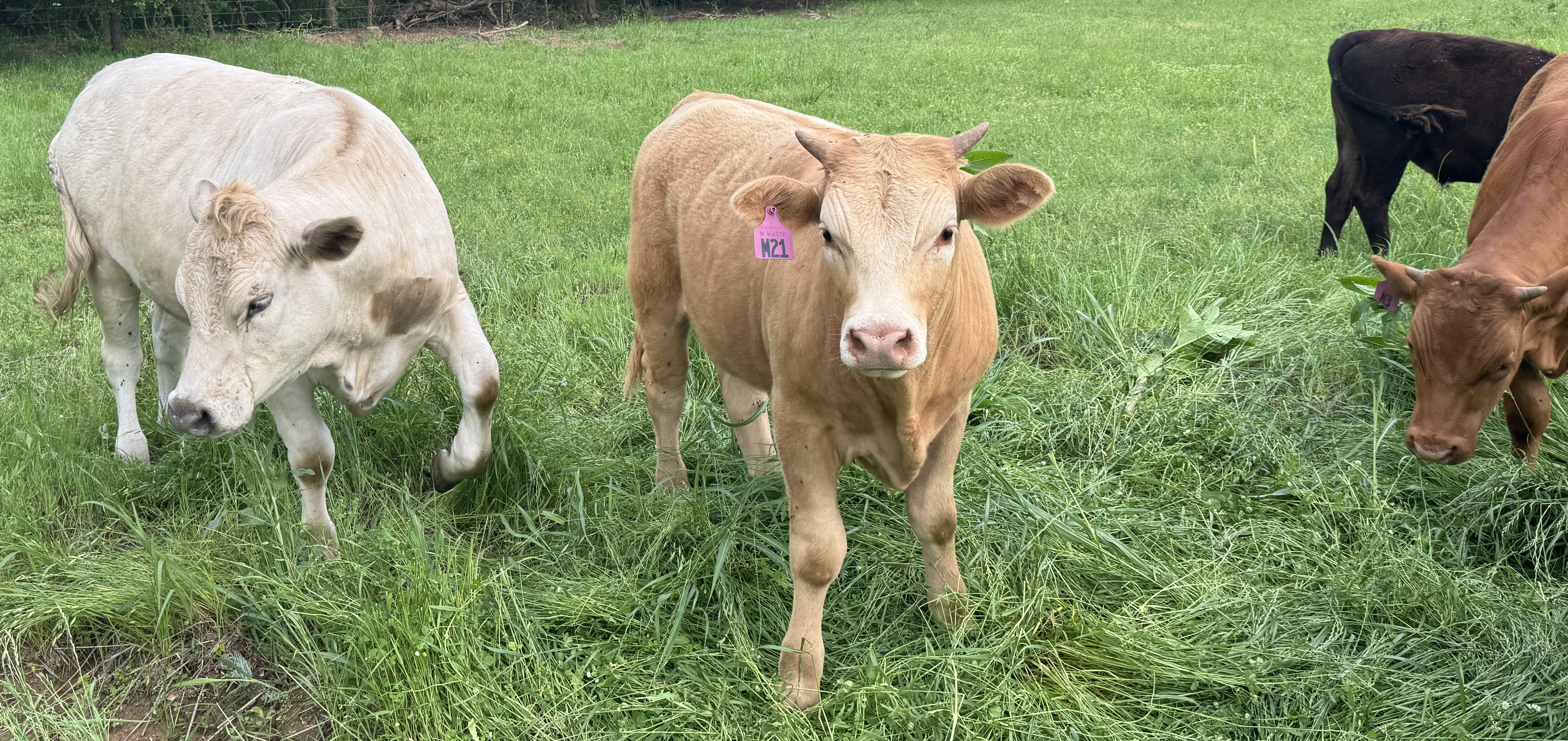 Red/Black F1 & F2 Wagyu Feeder Steers