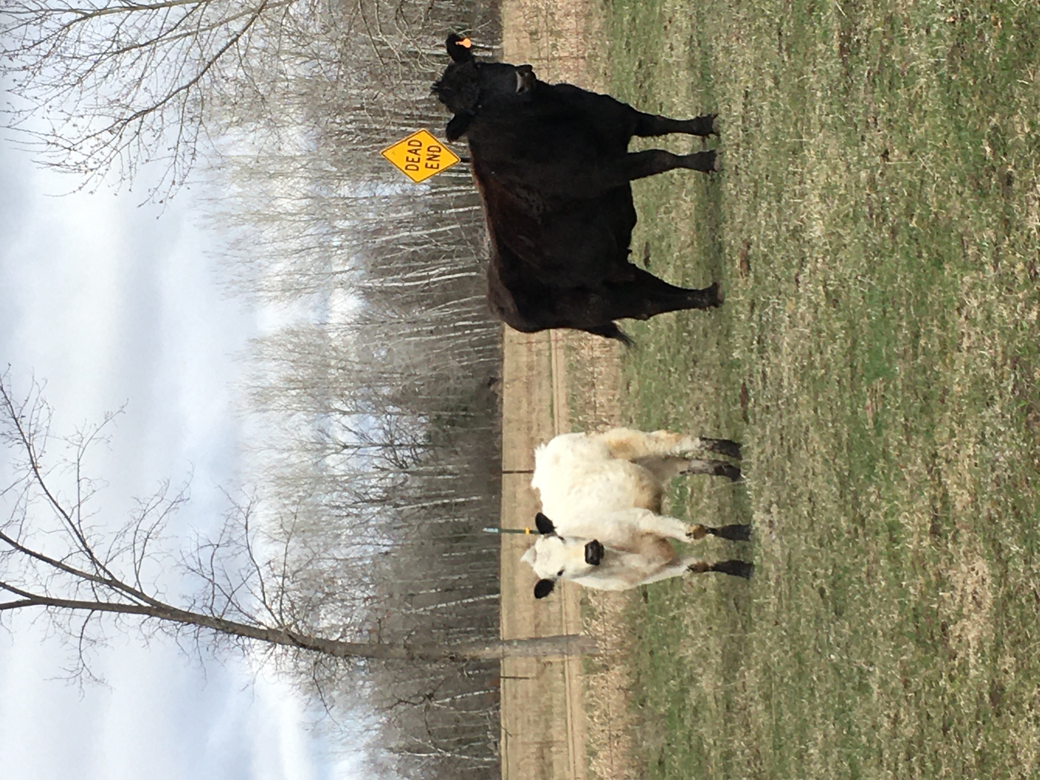2 yearling Heifers