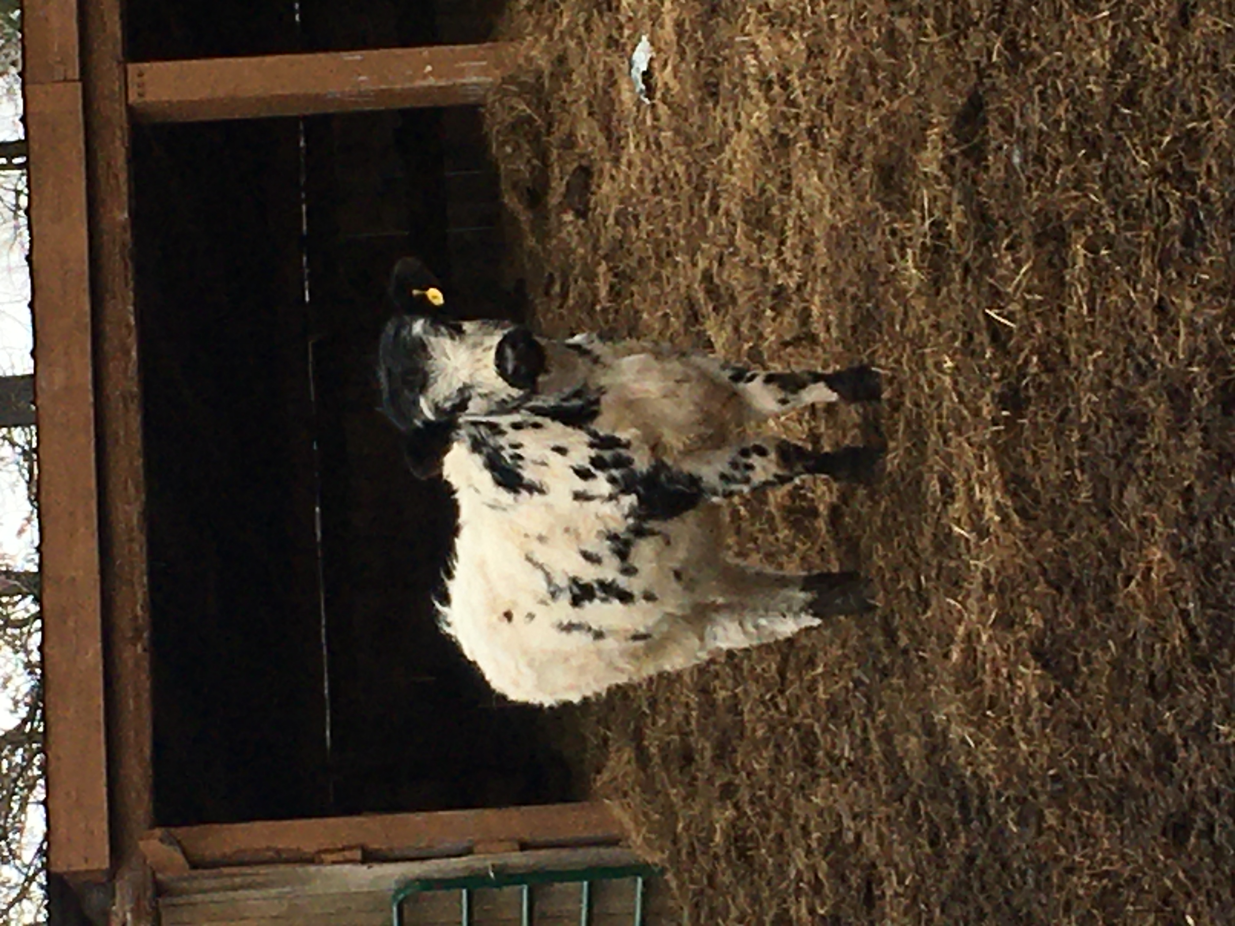 2 yearling Heifers