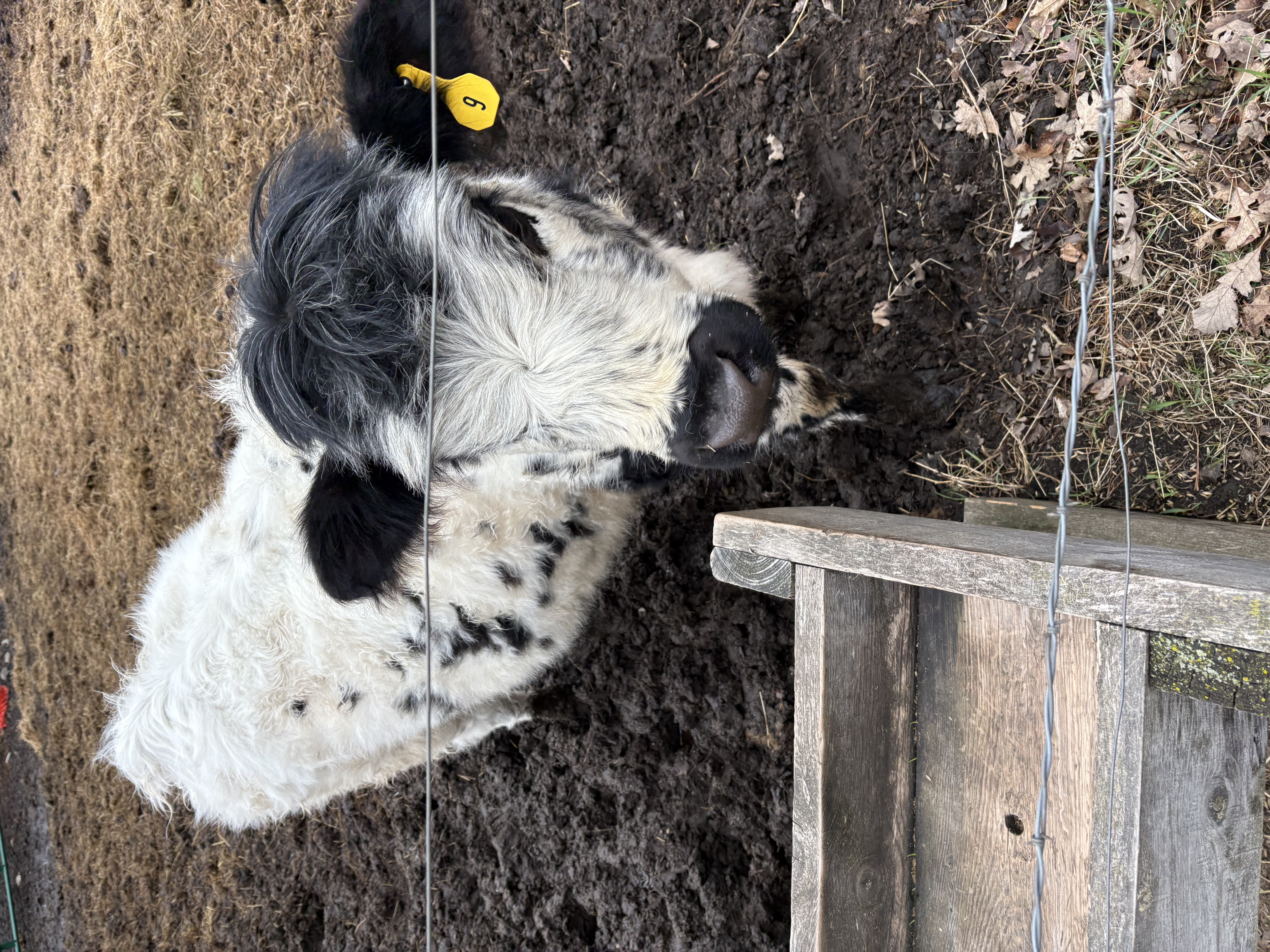 2 yearling Heifers