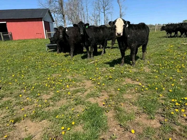 Black angus heifers