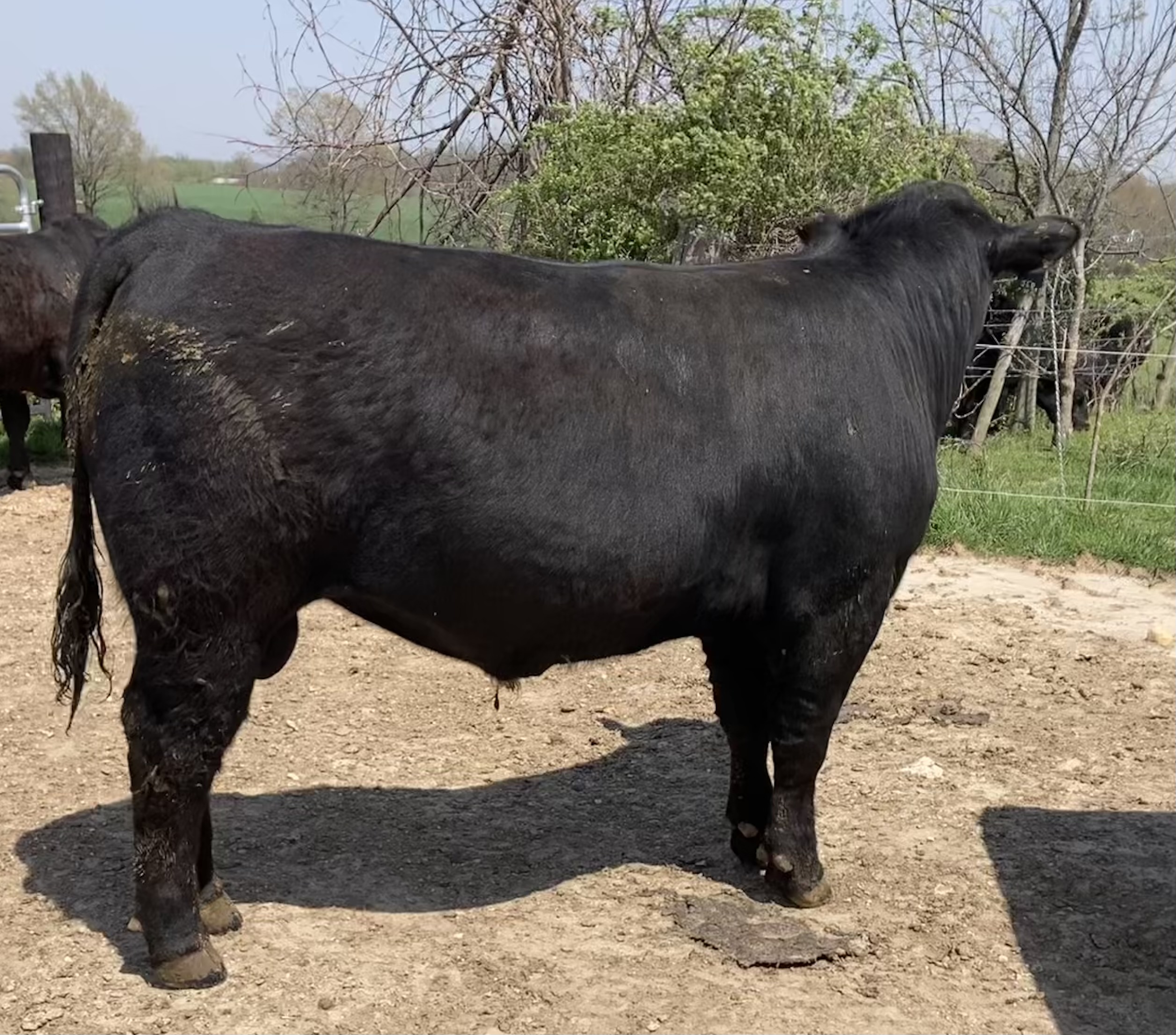Simmental Bulls Ready For Your Farm