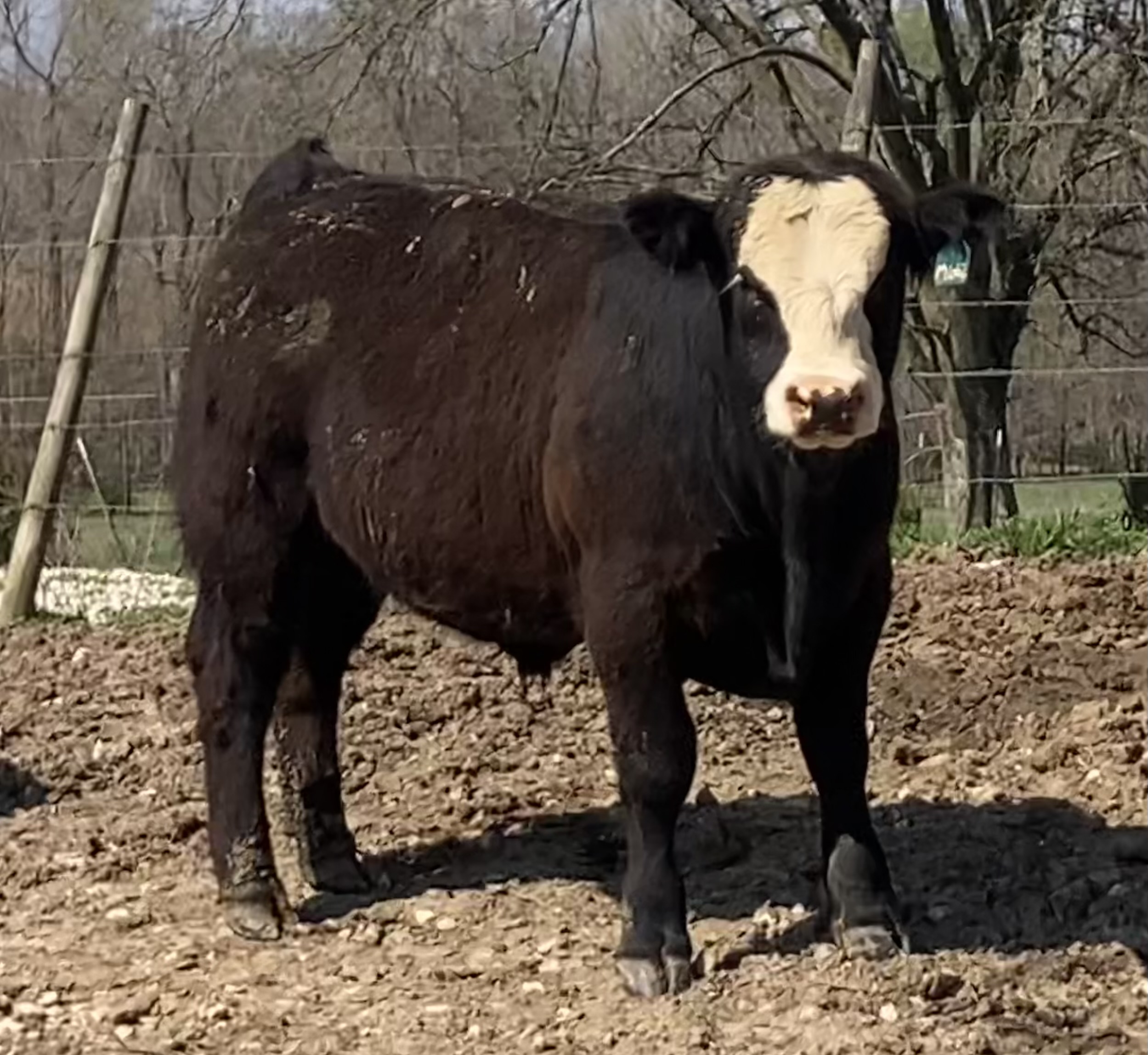 Simmental Bulls Ready For Your Farm