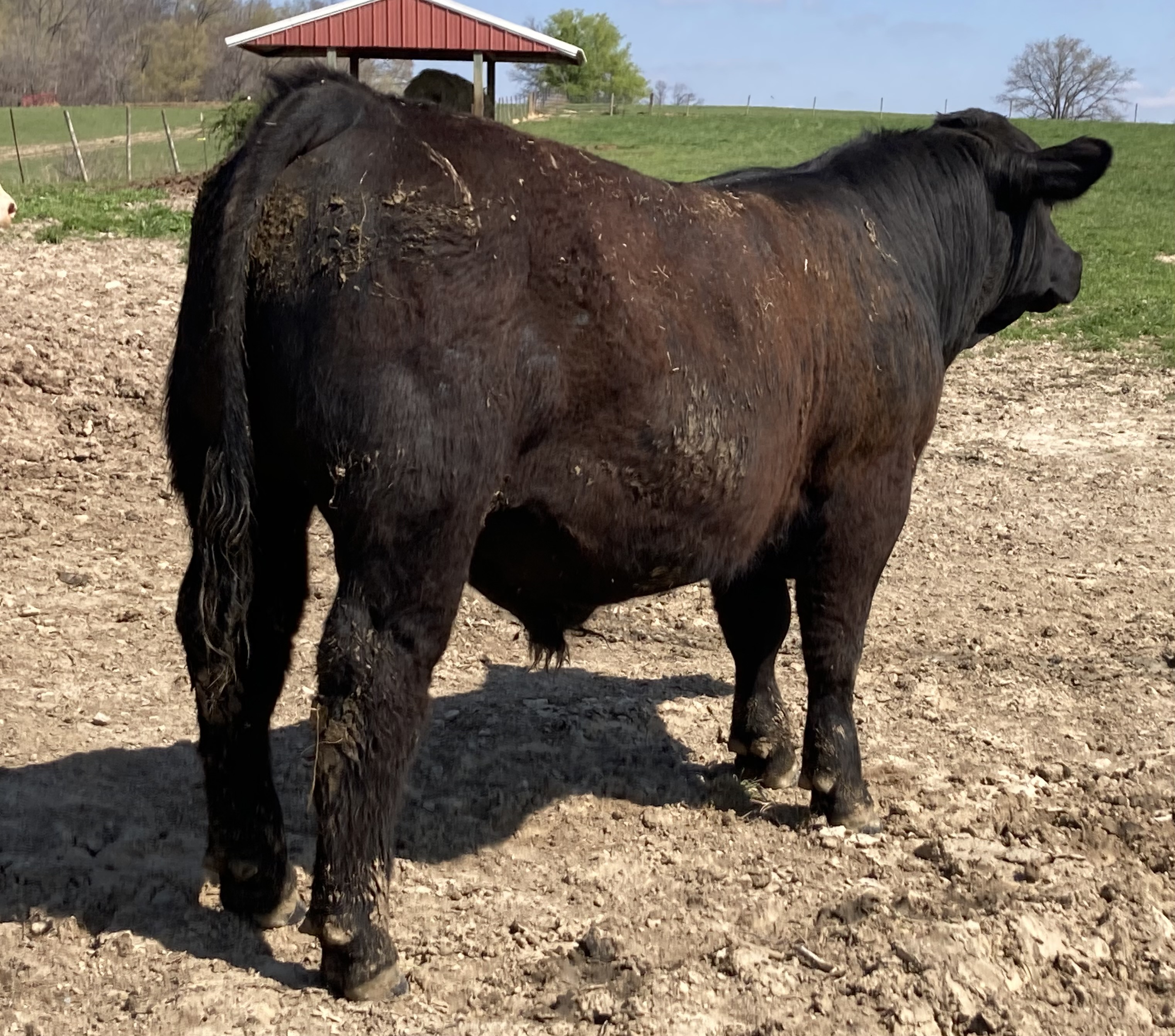 Simmental Bulls Ready For Your Farm
