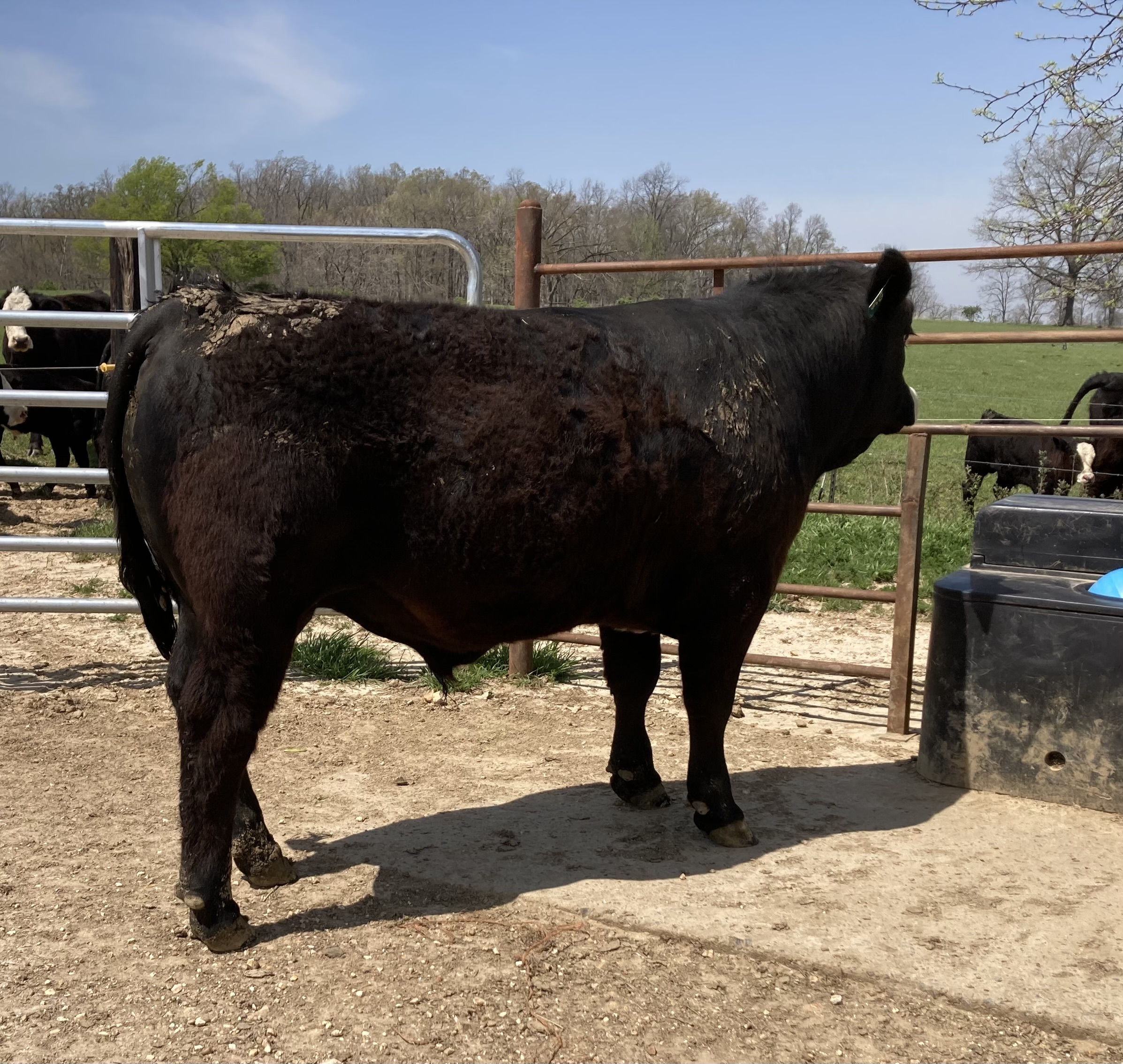 Simmental Bulls Ready For Your Farm