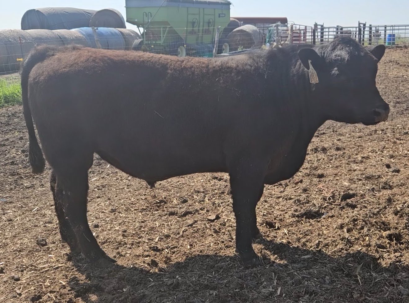 Angus Yearling Bull