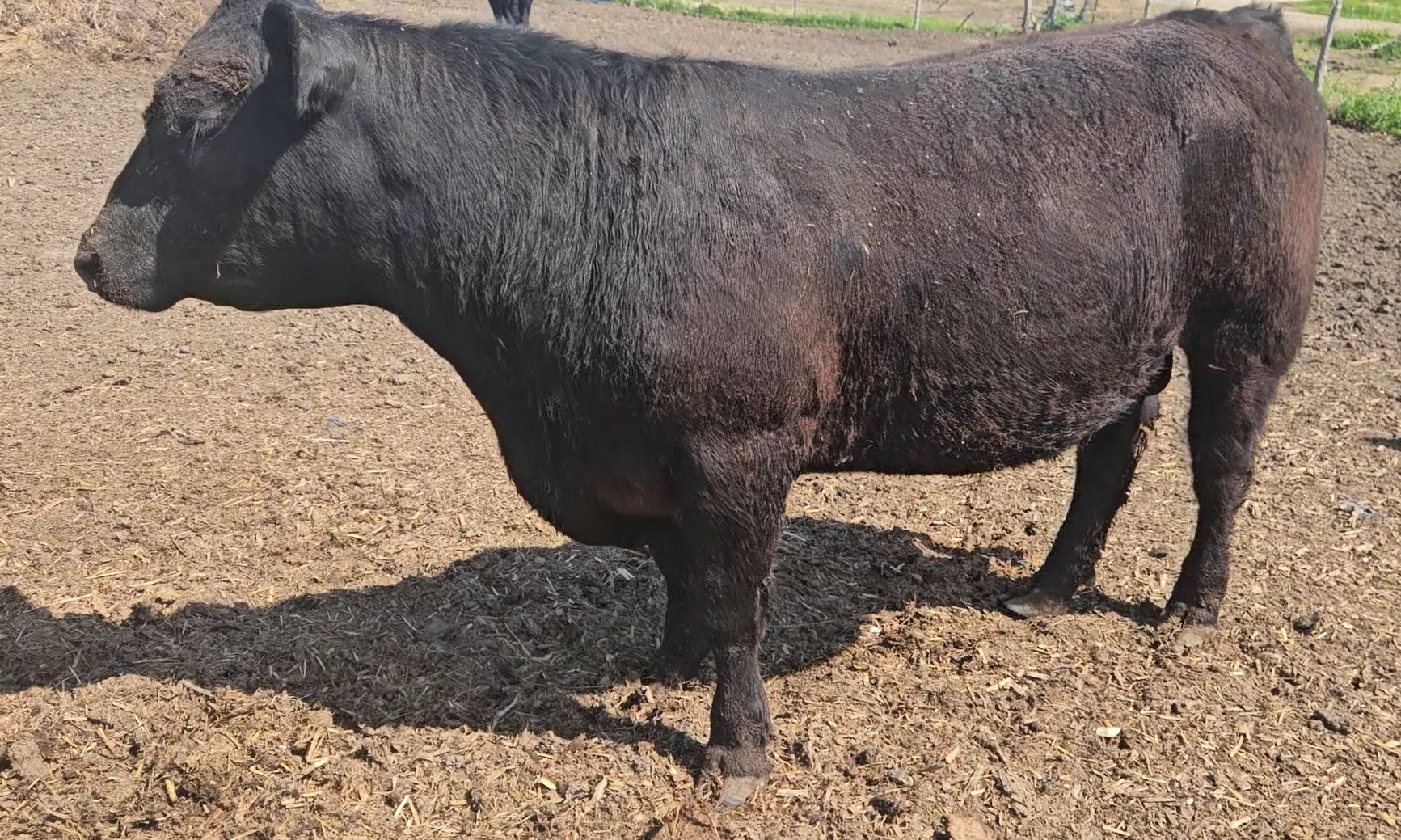 Angus Yearling Bull