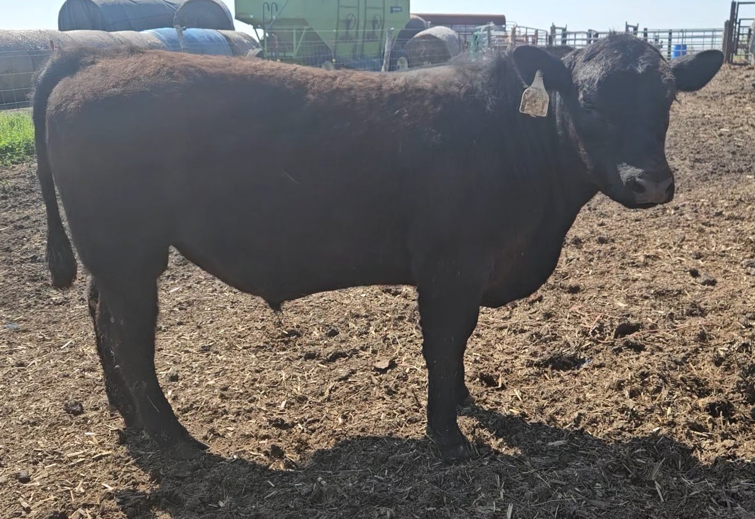Angus Yearling Bull