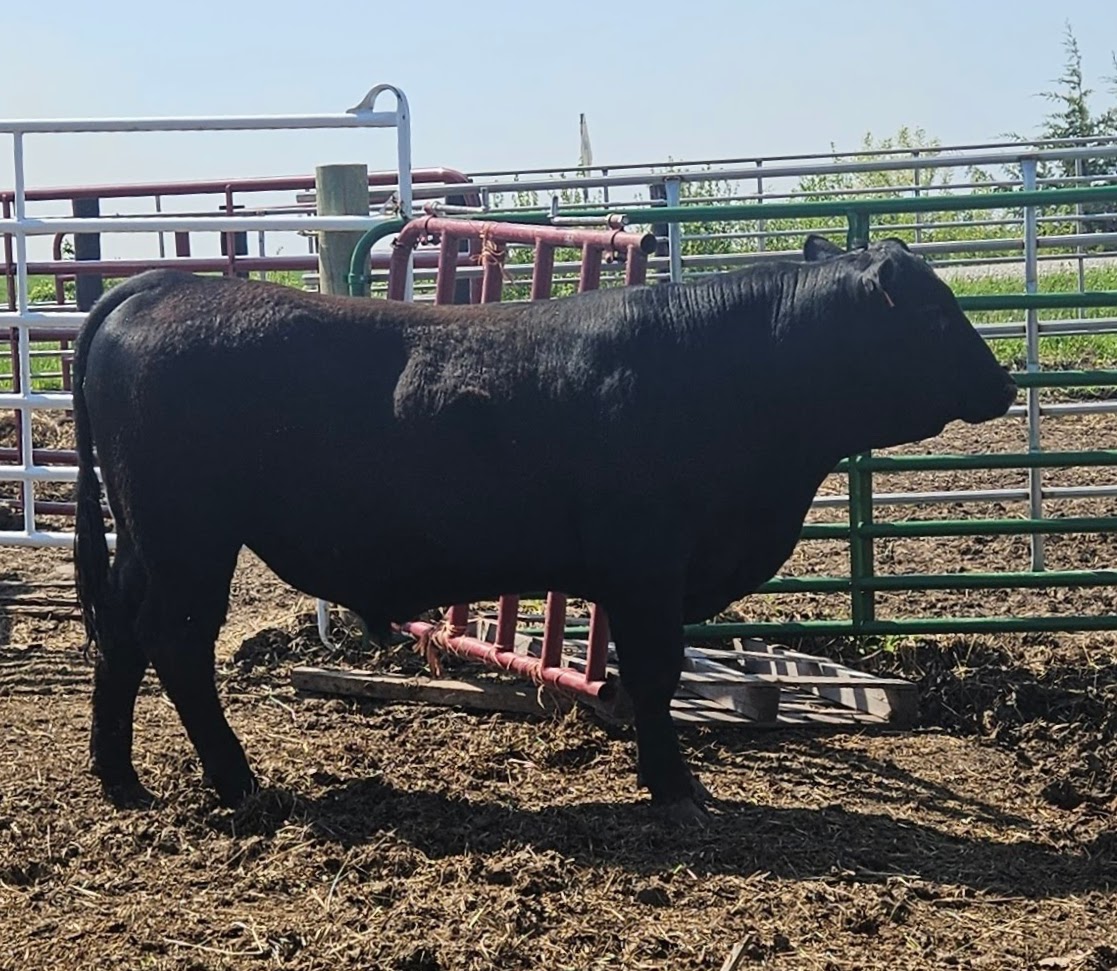 Yearling Angus Bull