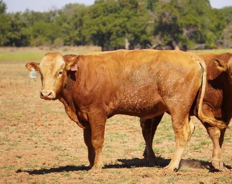 WB SAMSUNG BIG AL FULL BLOOD AKAUSHI BULL
