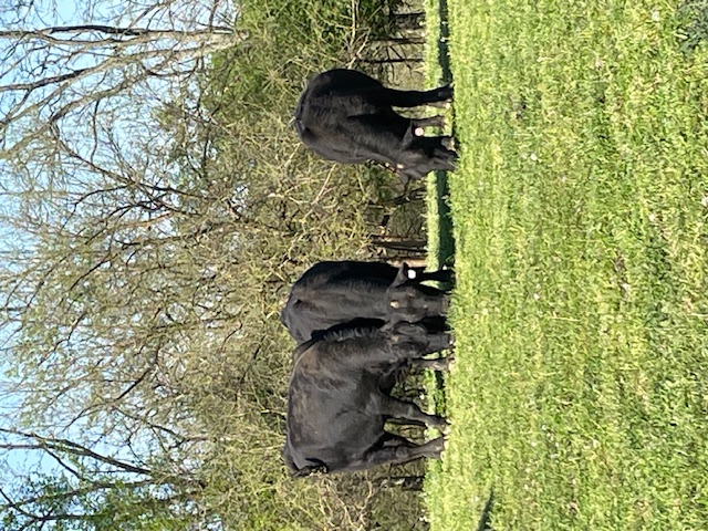 Registered Angus Bulls