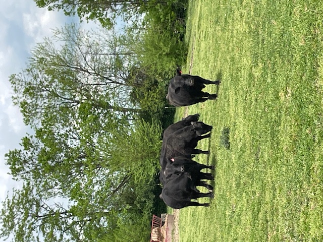 Registered Angus Bulls