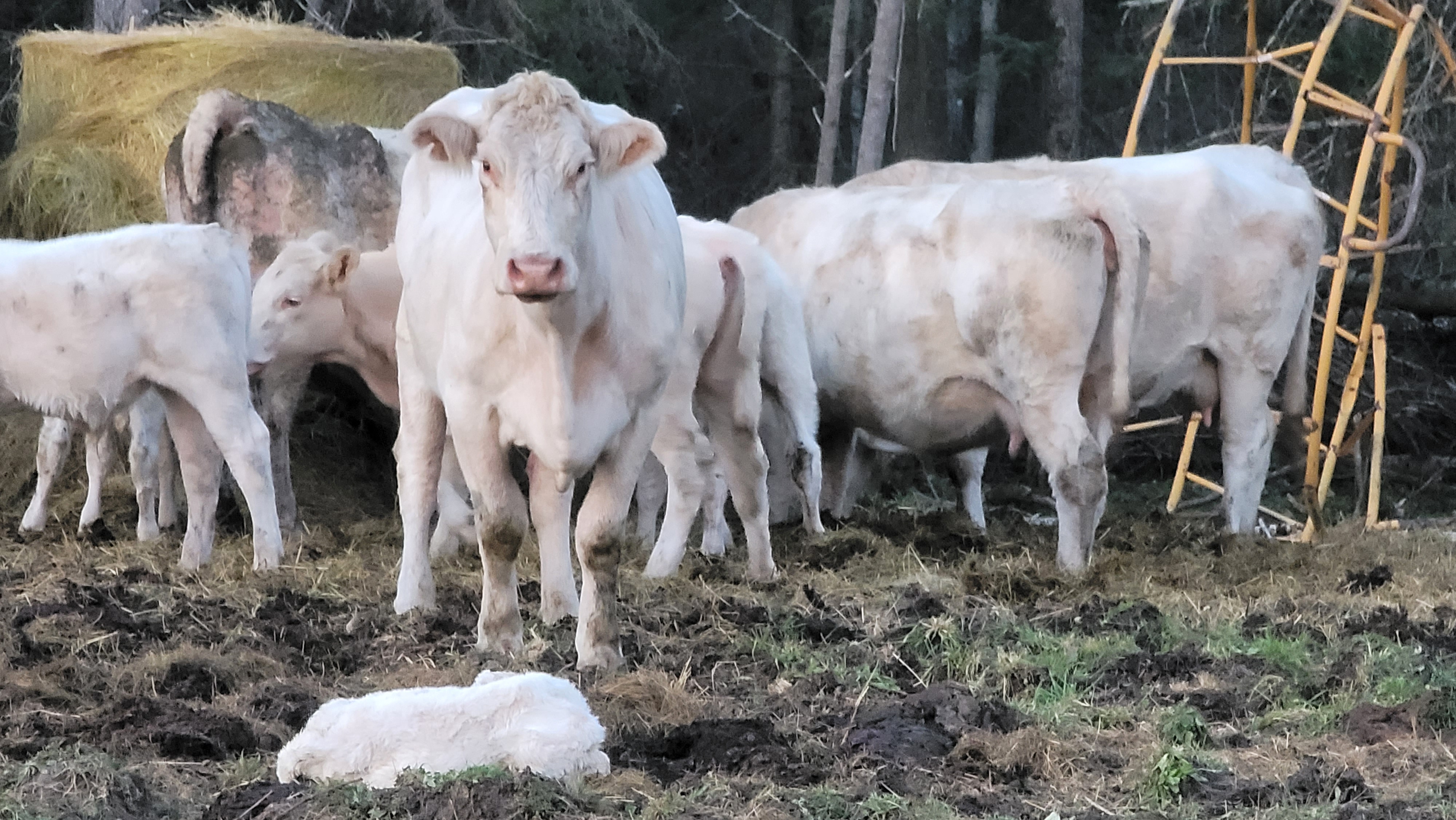 Calves heifers and bull leases/purchase