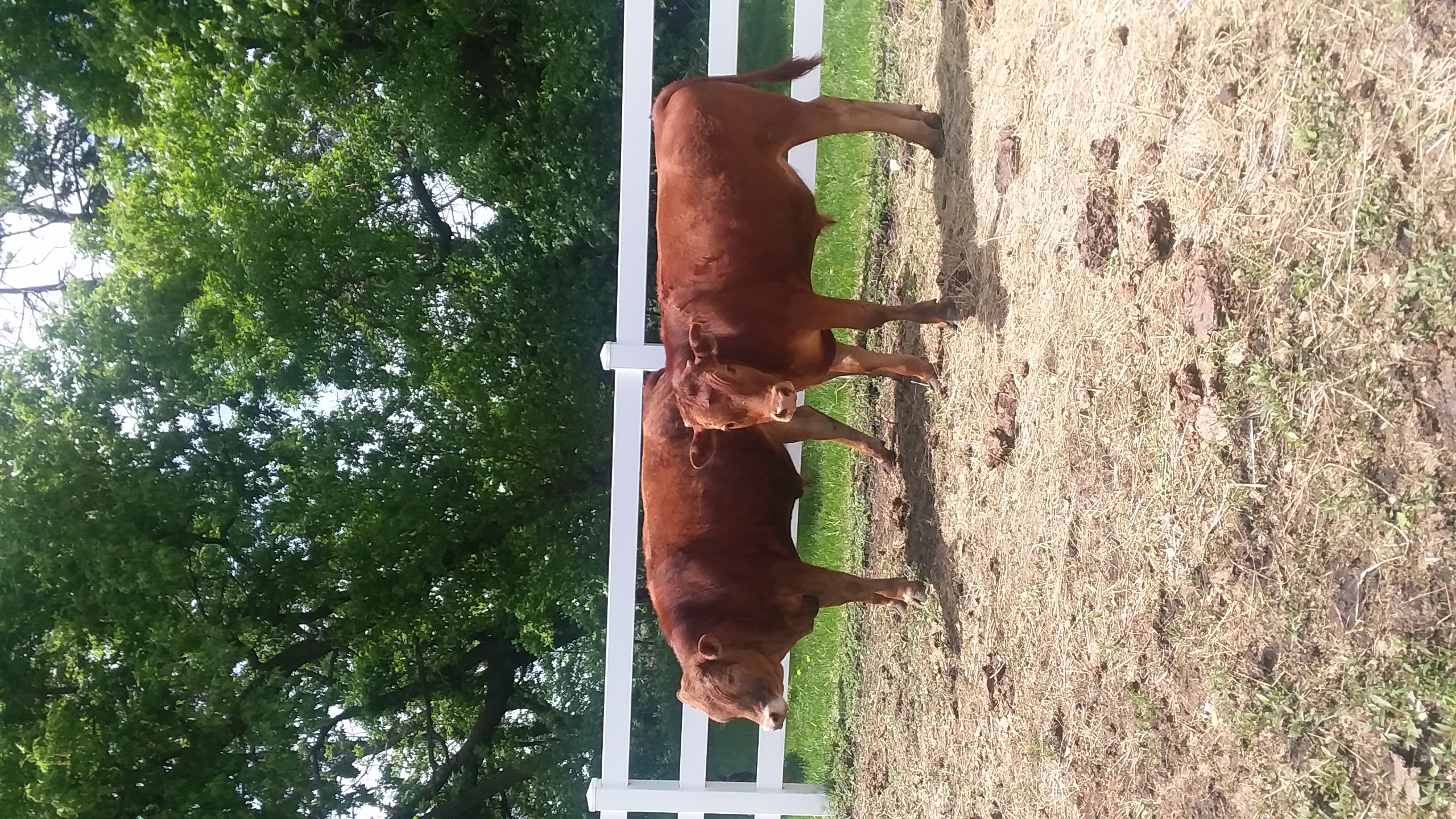 Beefalo twins