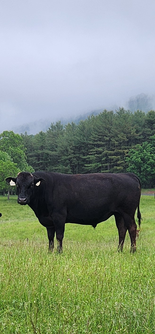 Wagyu Bulls