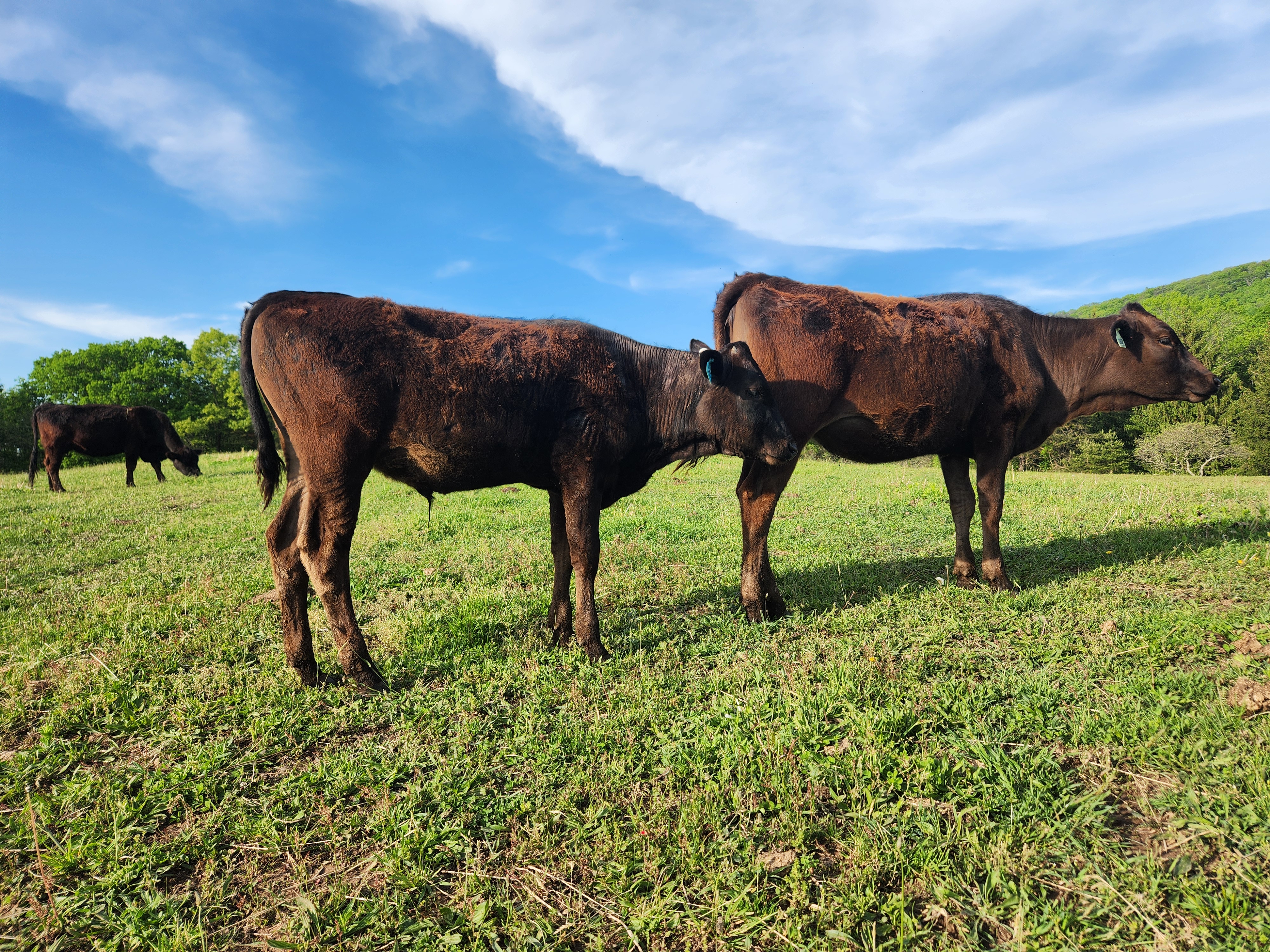 Wagyu Bulls