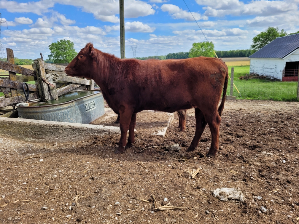 Polled Shorthorn heifer